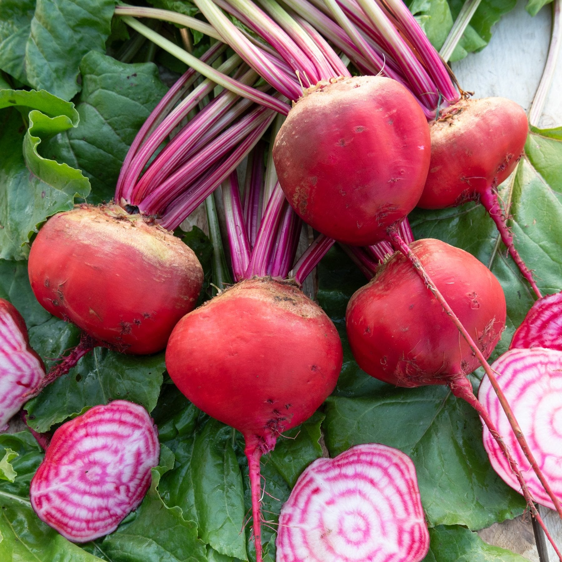 Photo de la récolte de BETTERAVE Chioggia