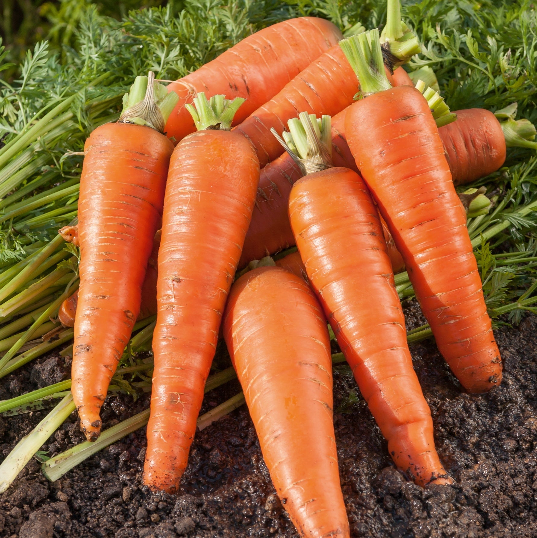 Photo de la carotte de Colmar a coeur rouge produit finit. De la graine à la récolte