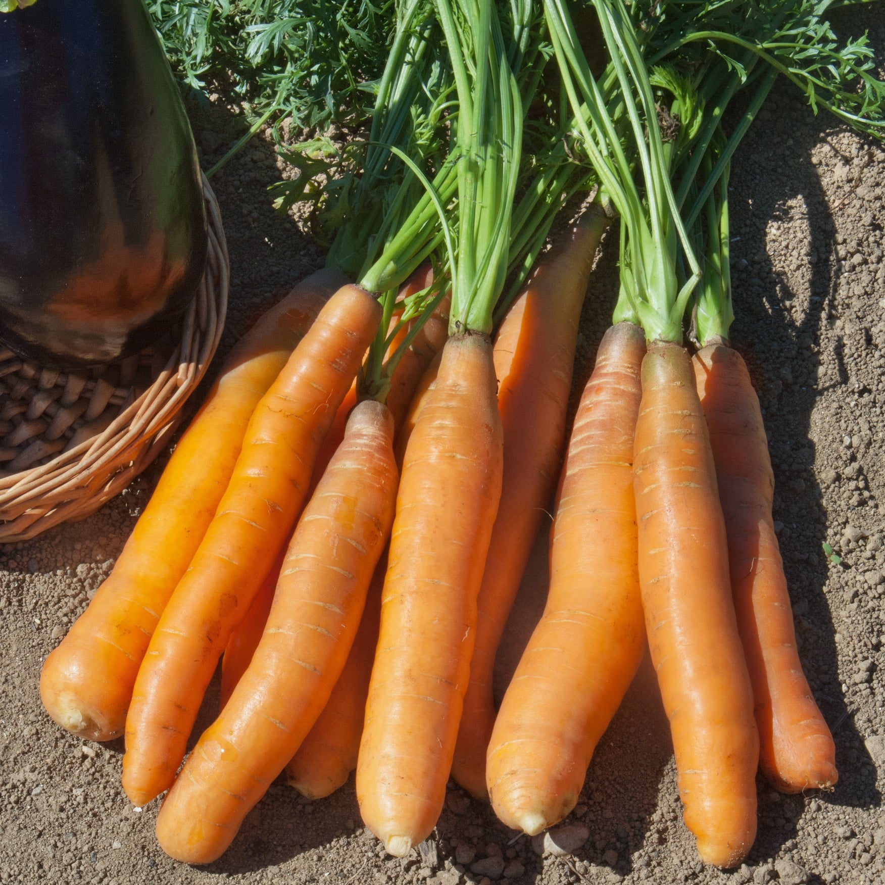Photo de la carotte de Touchon produit finit. De la graine à la récolte