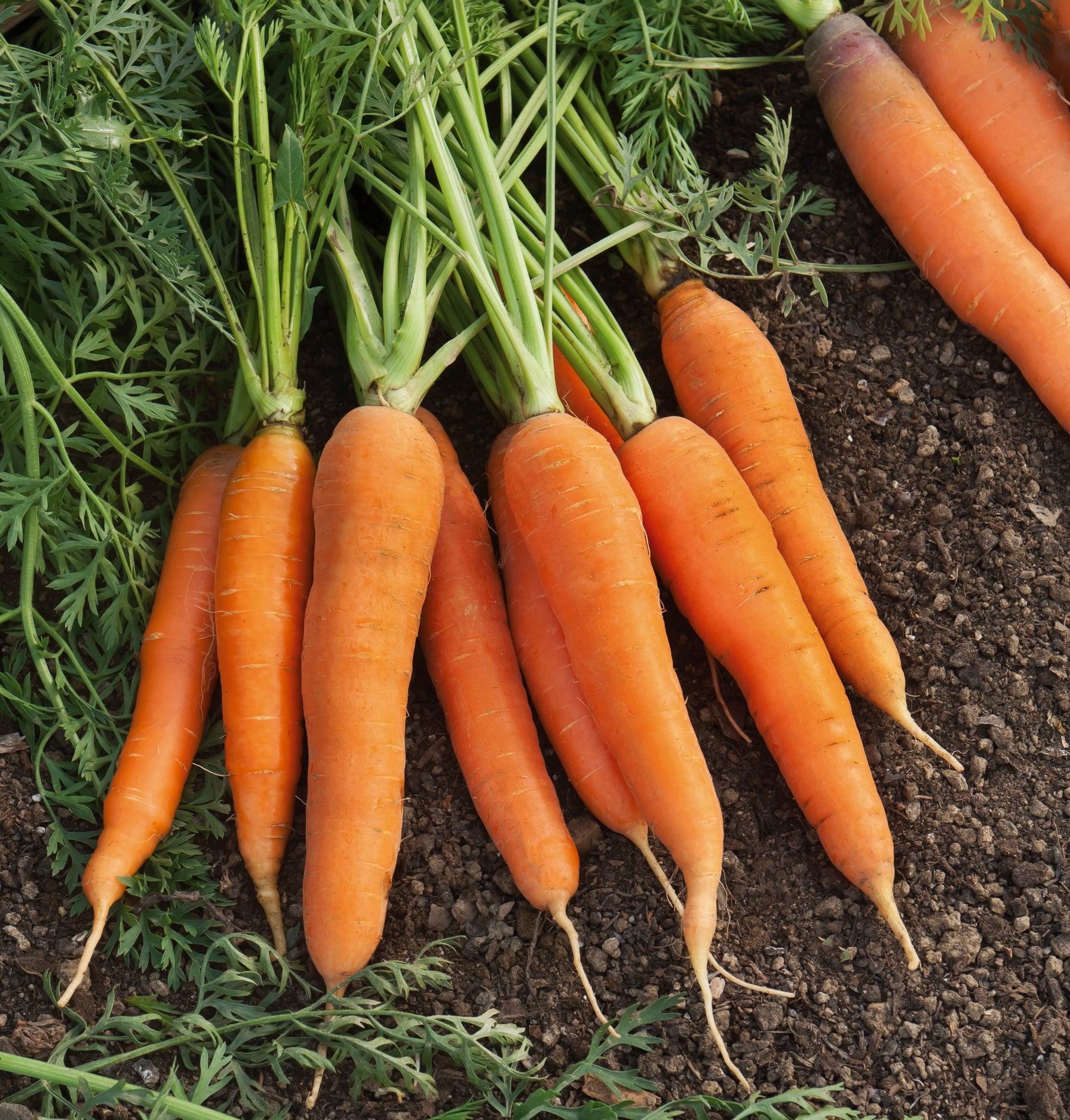 Graines de carottes, semences de carottes. Variété carotte nantaise
