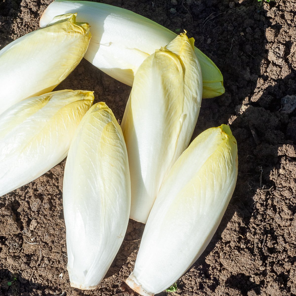 Chicorée Endive De Bruxelles