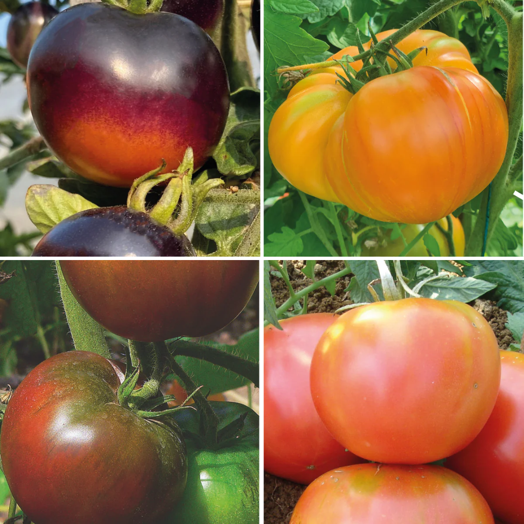 Tomate colorées en mélange