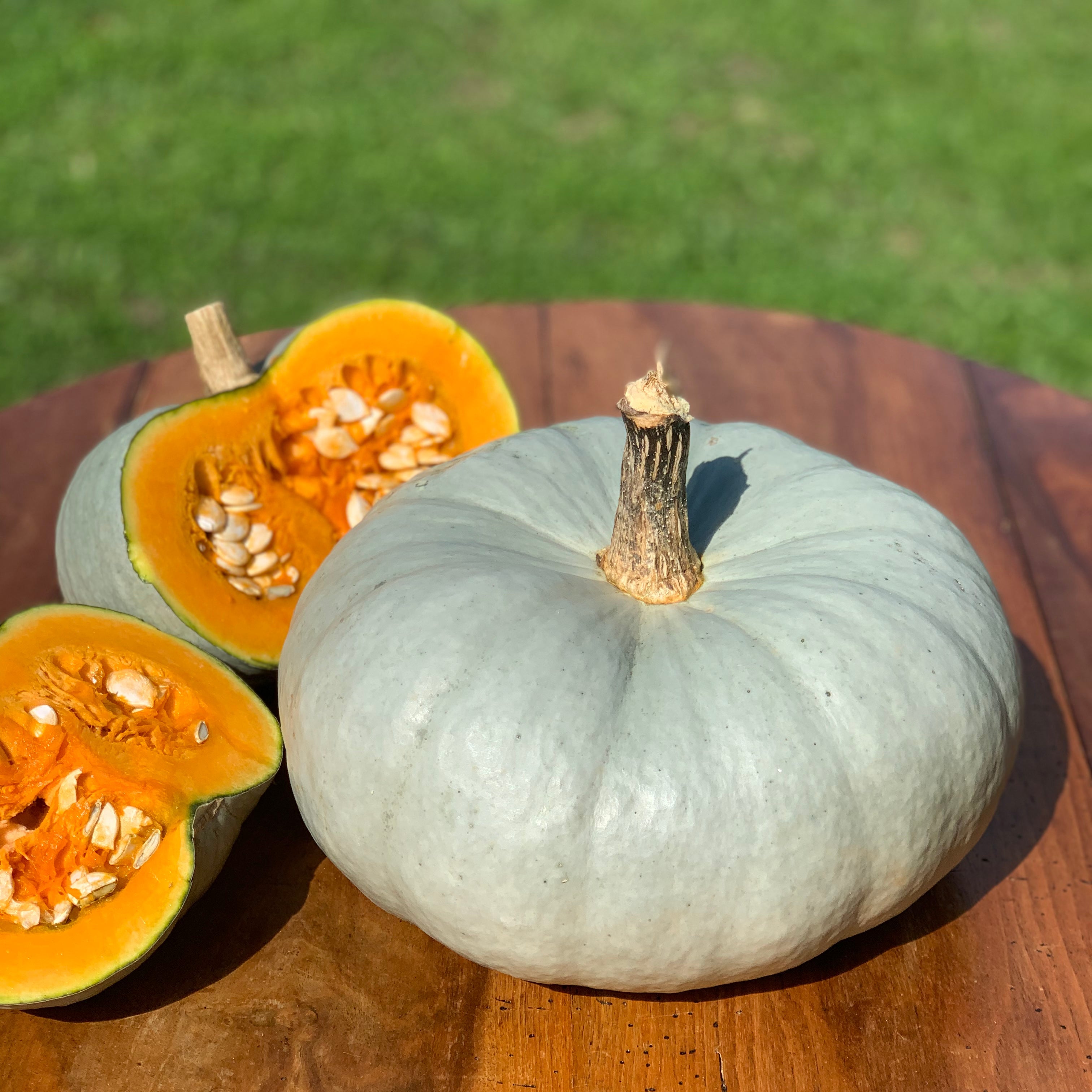 Potiron bleu de Hongrie