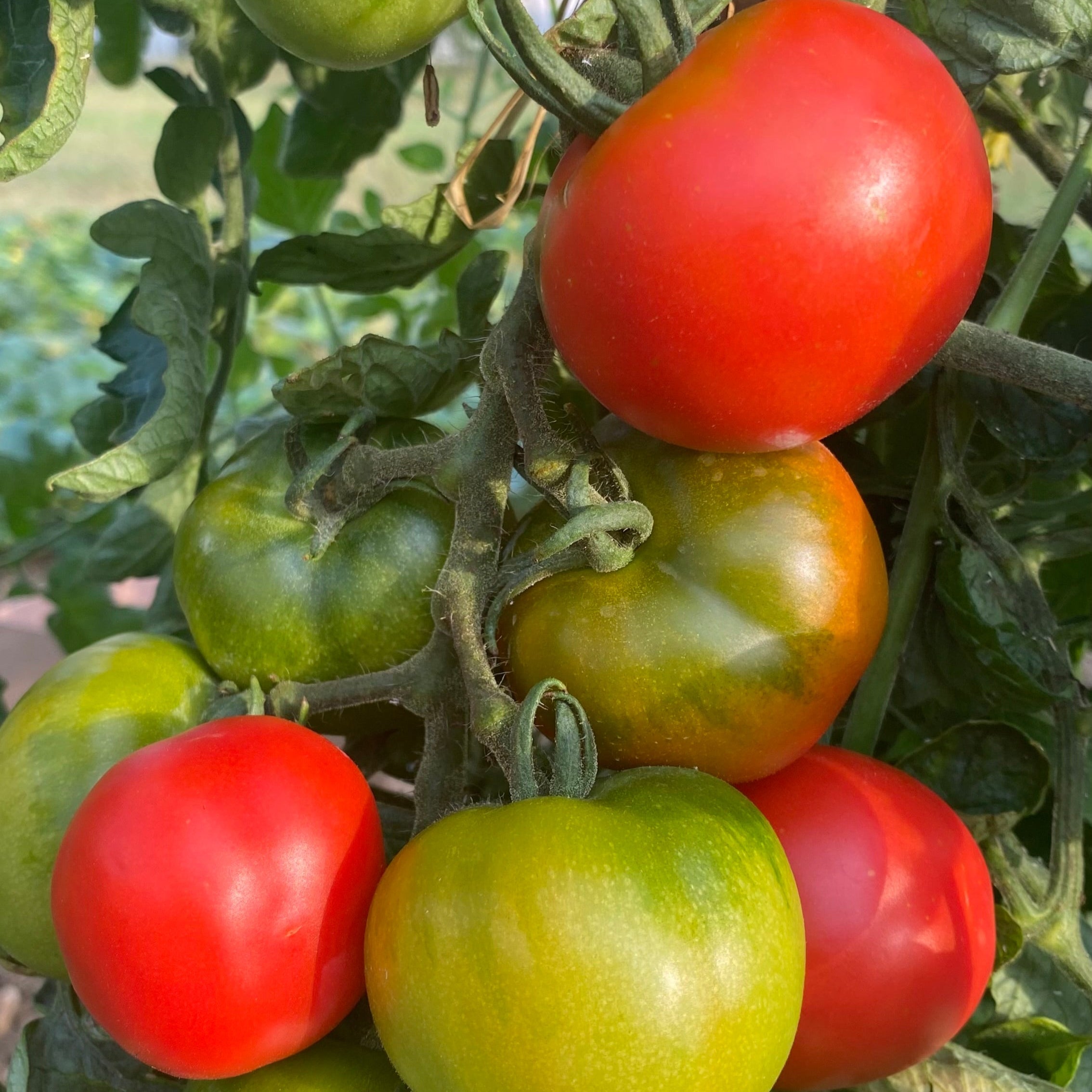 photo de la Tomate Chemin