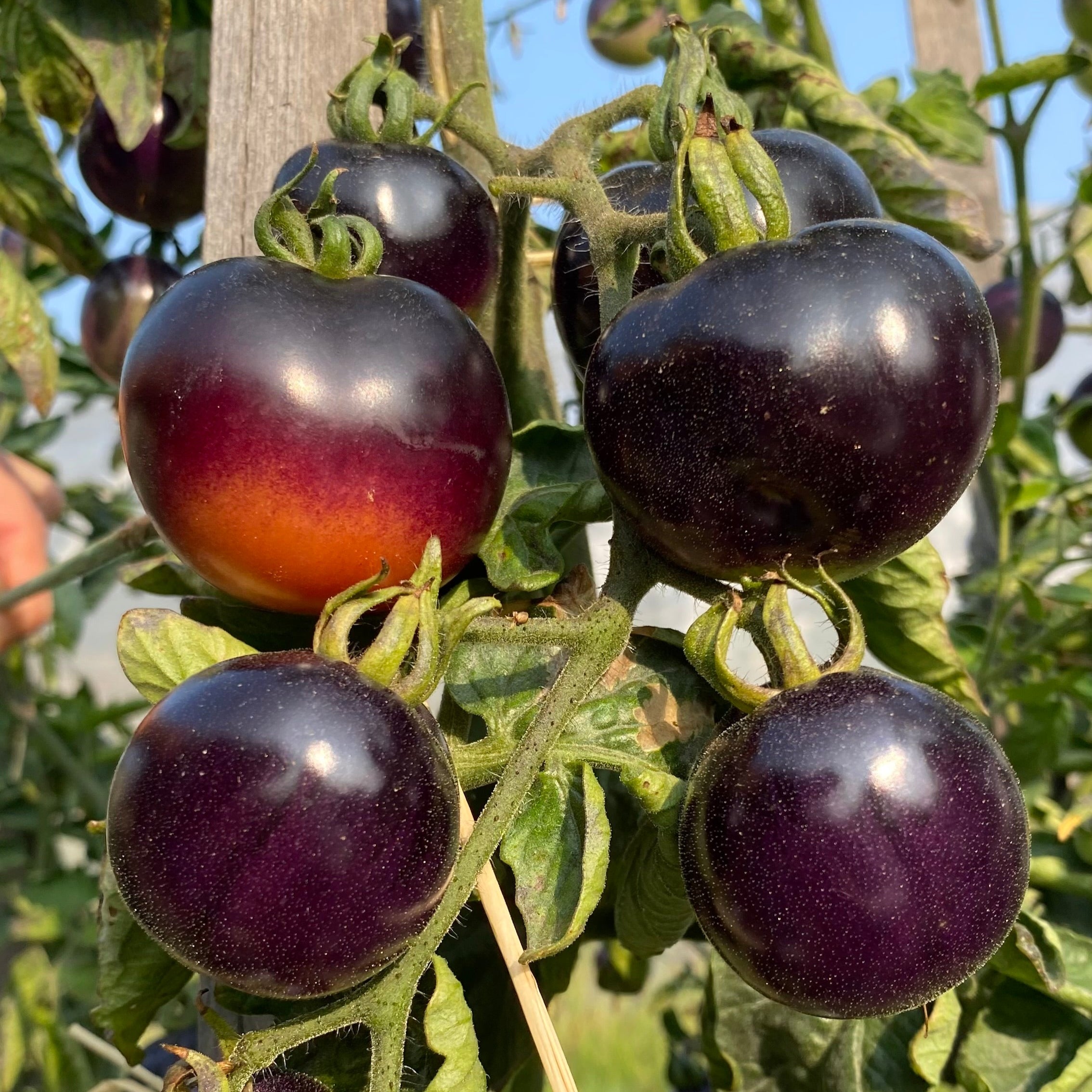 photo de la Tomate Indigo Rose avant la récolte