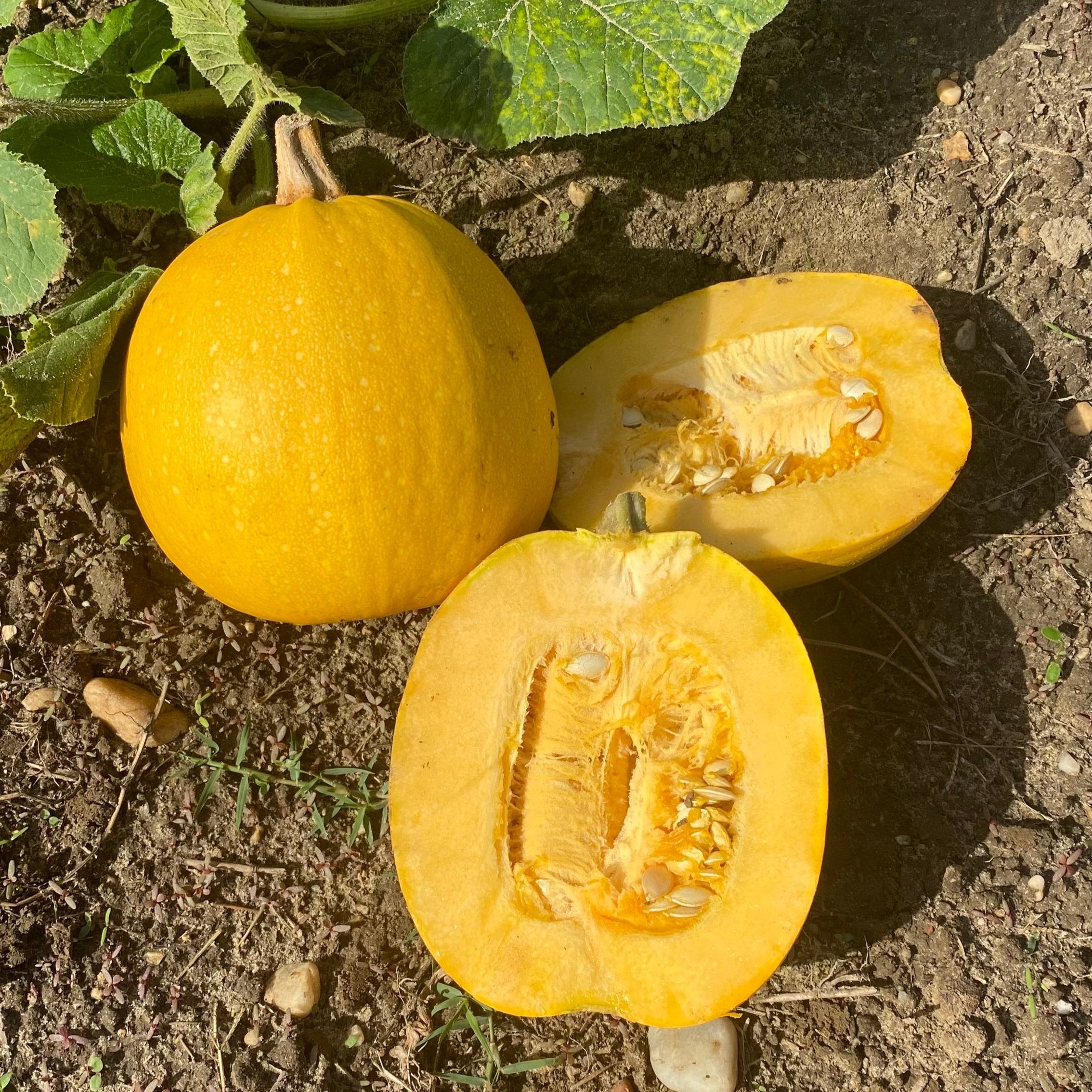 Courge Jaspée Melonnette de Vendée