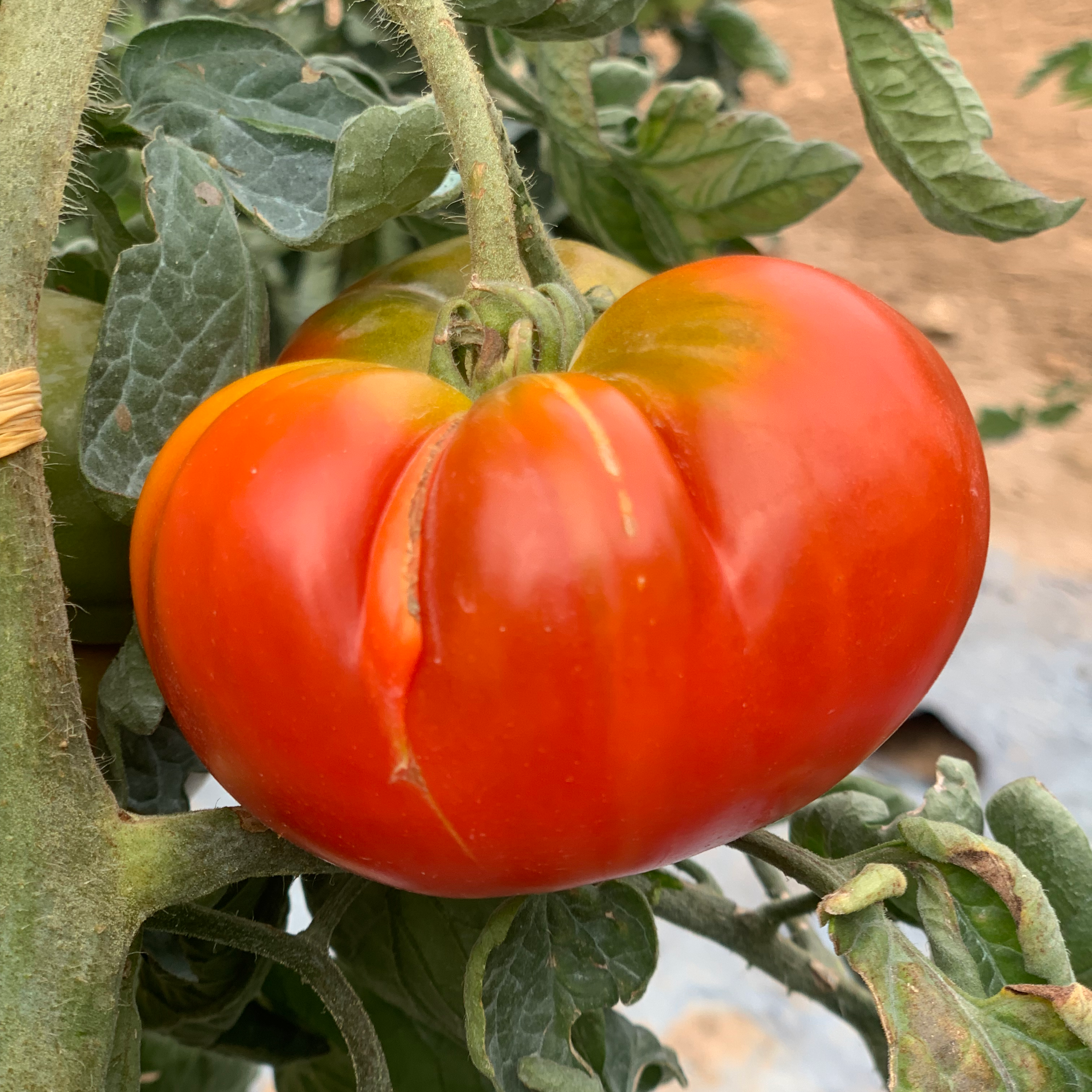 Tomate Grosse Hative d'Orléans