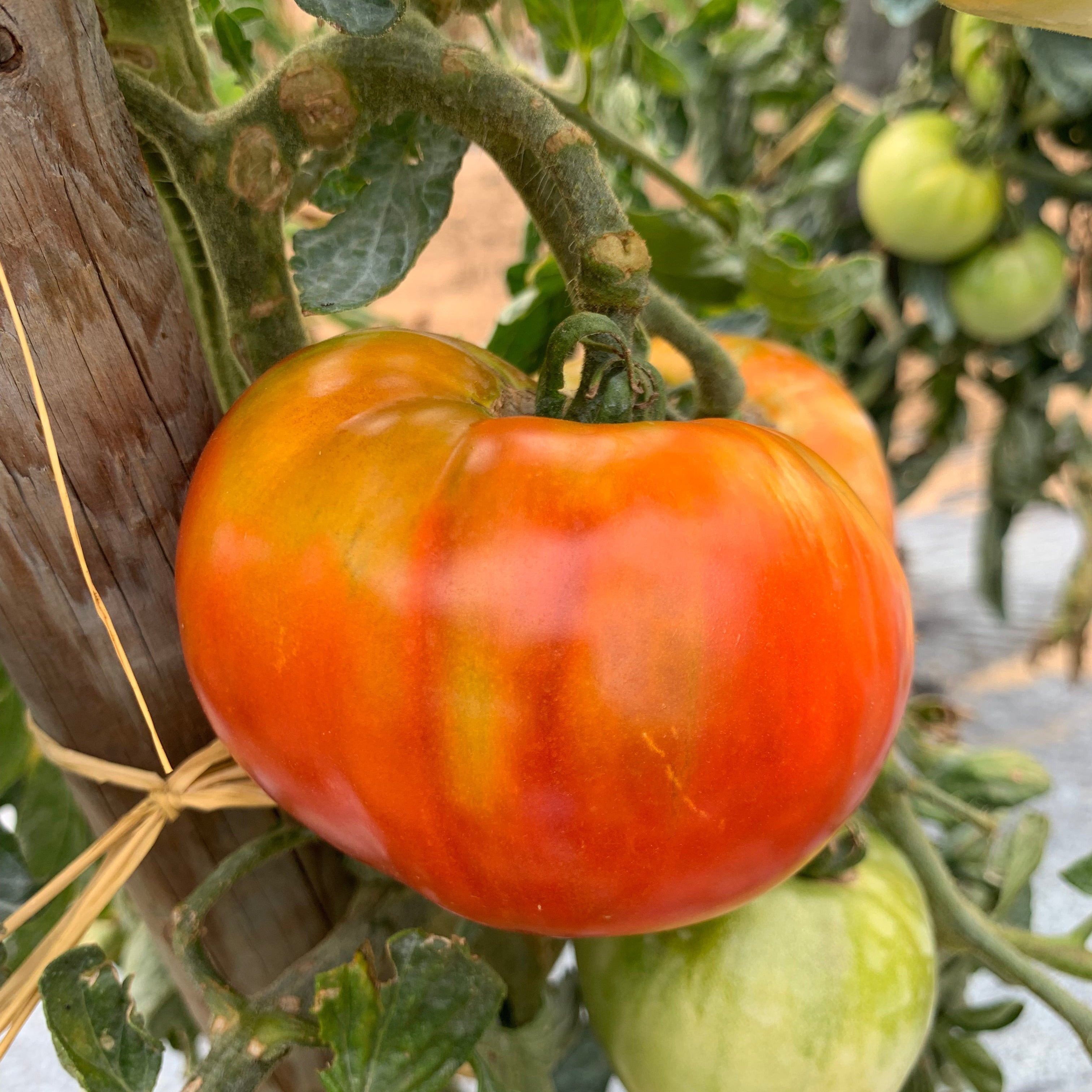 Tomate Gloire De Beaufort