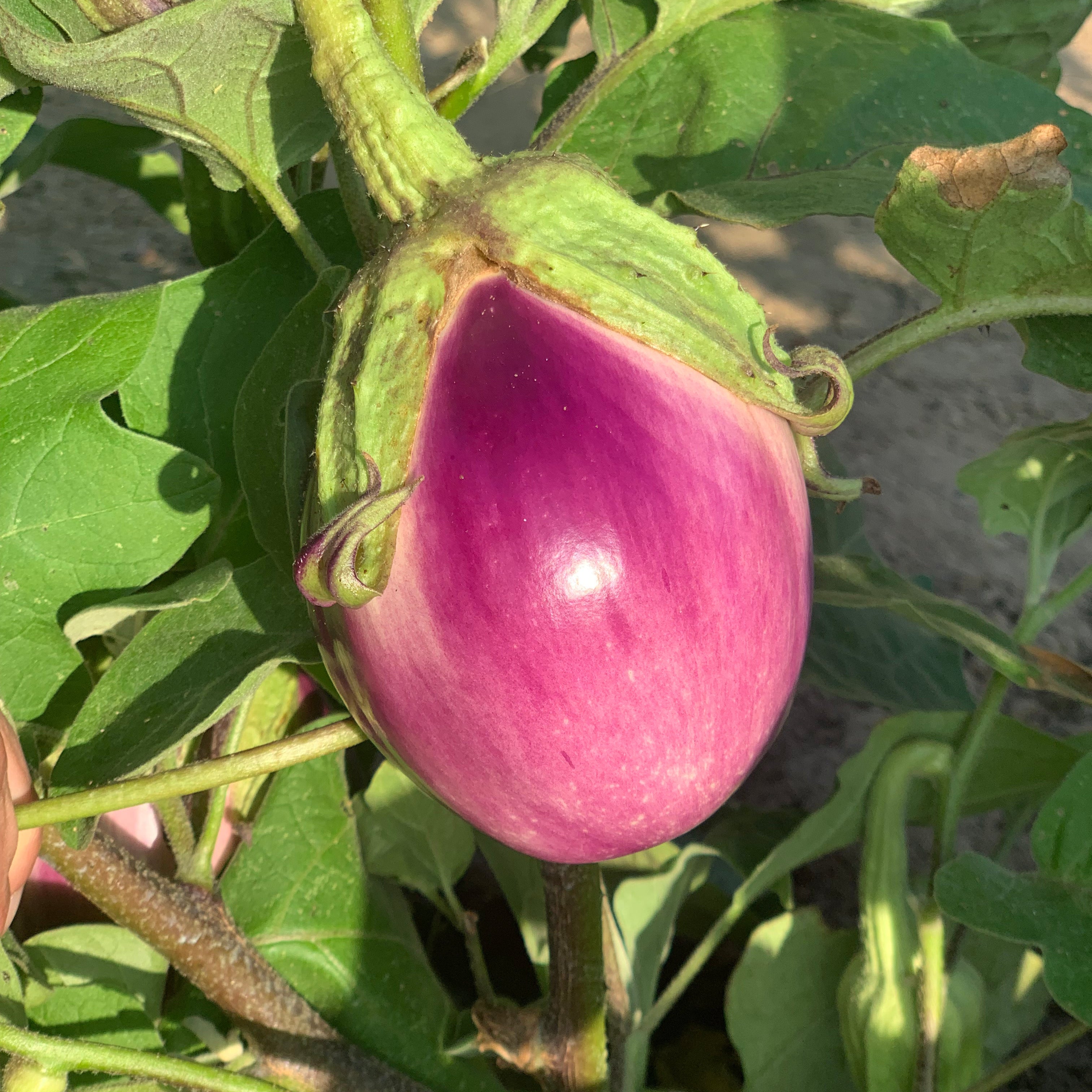 Aubergine Rosa Bianca