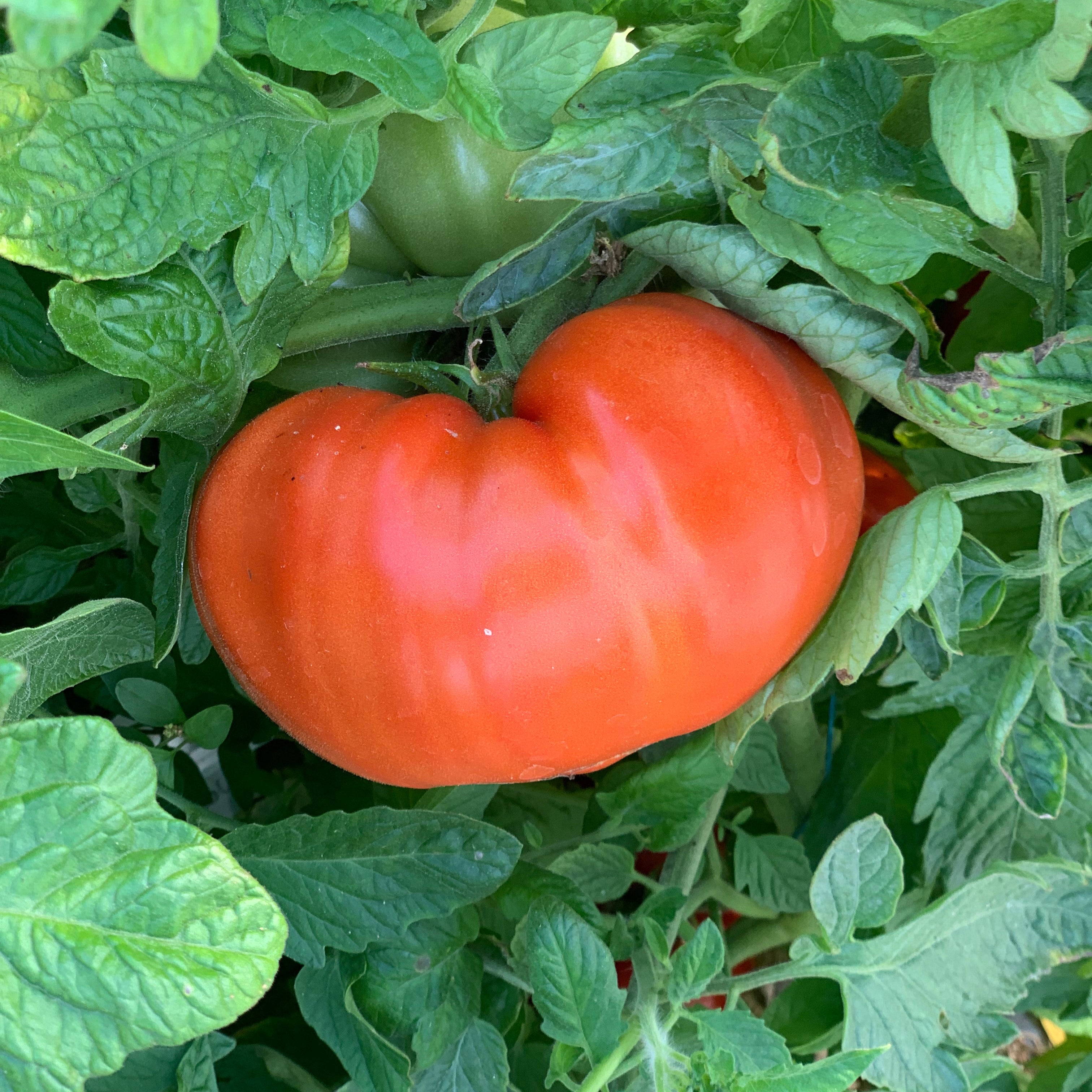 photo de la tomate Russe