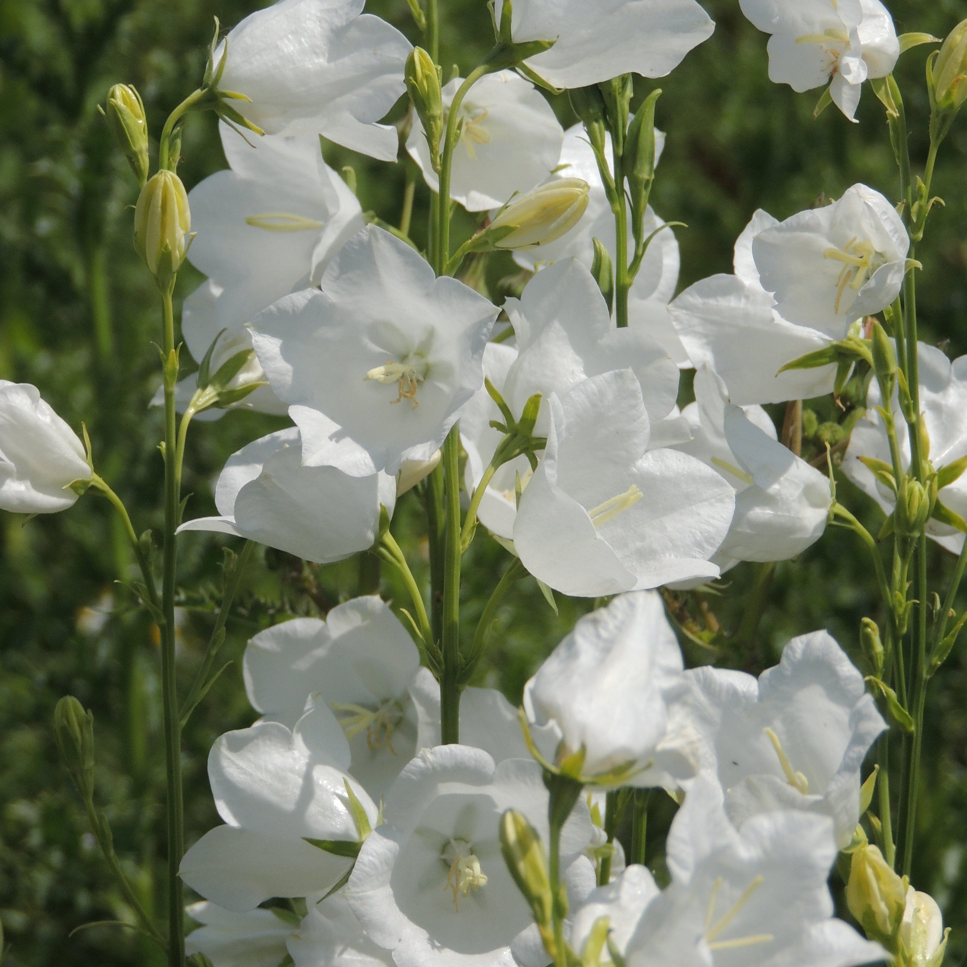 Campanule Blanche