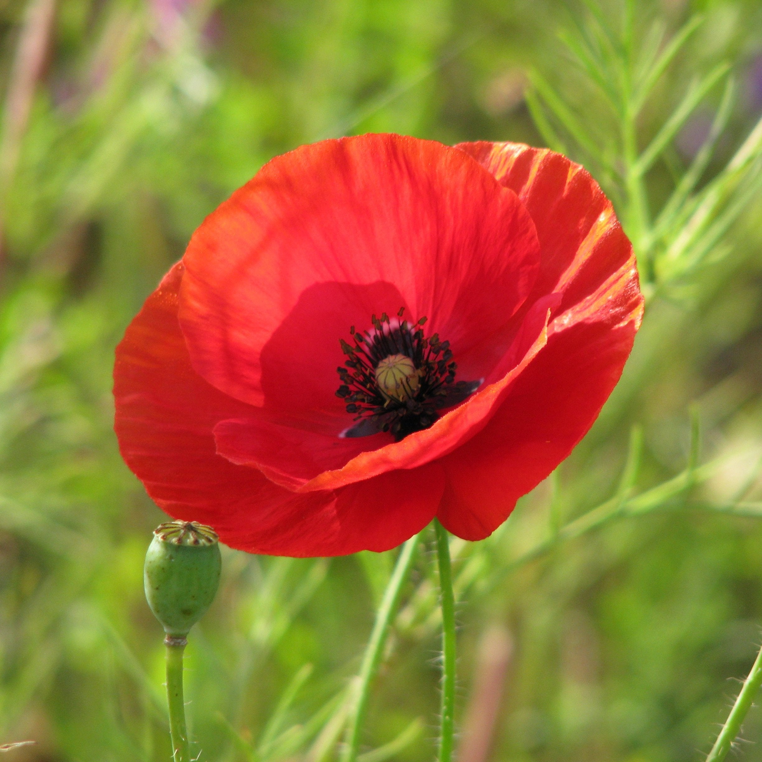 Coquelicots simple rouge