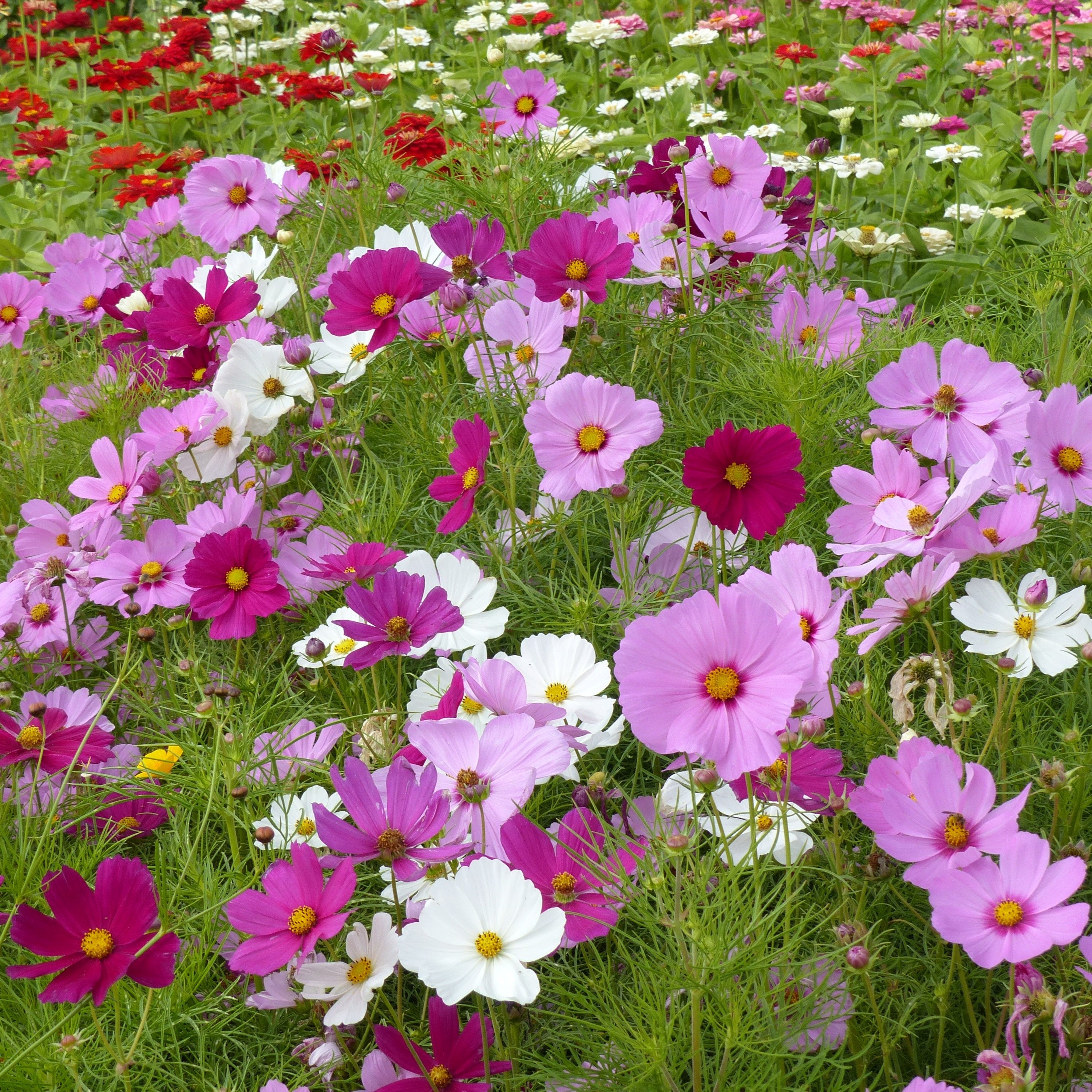 Cosmos sensation nain royal varié