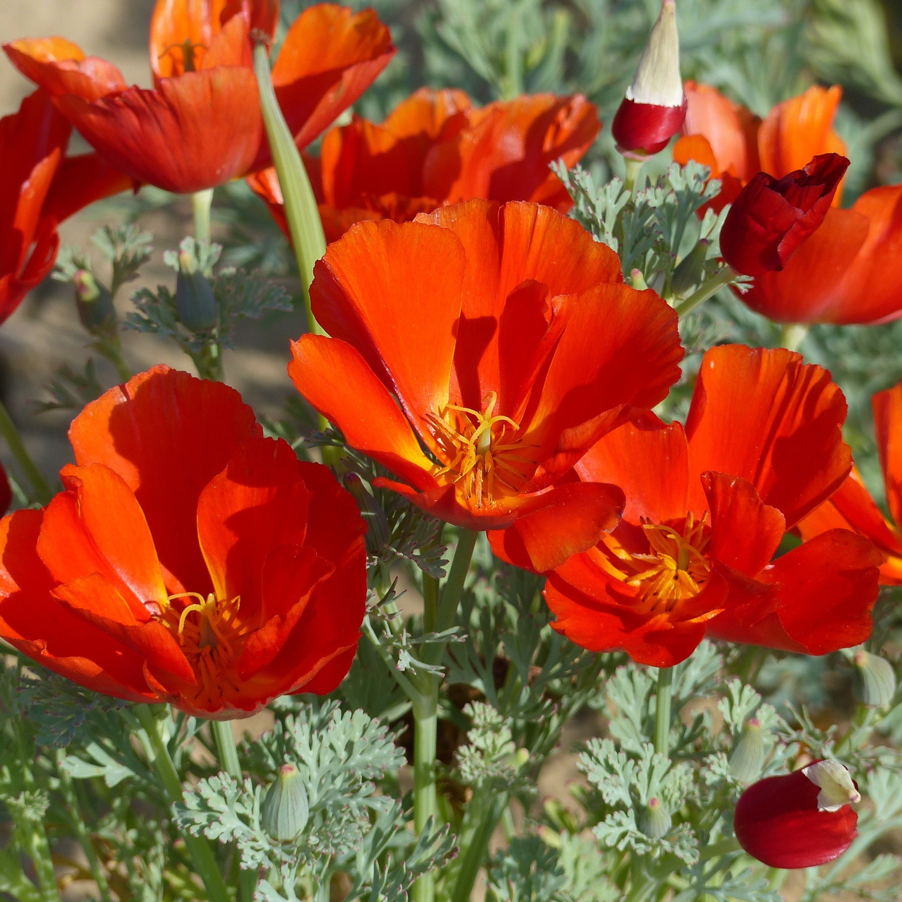 Eschscholzia De Californie Red Chief