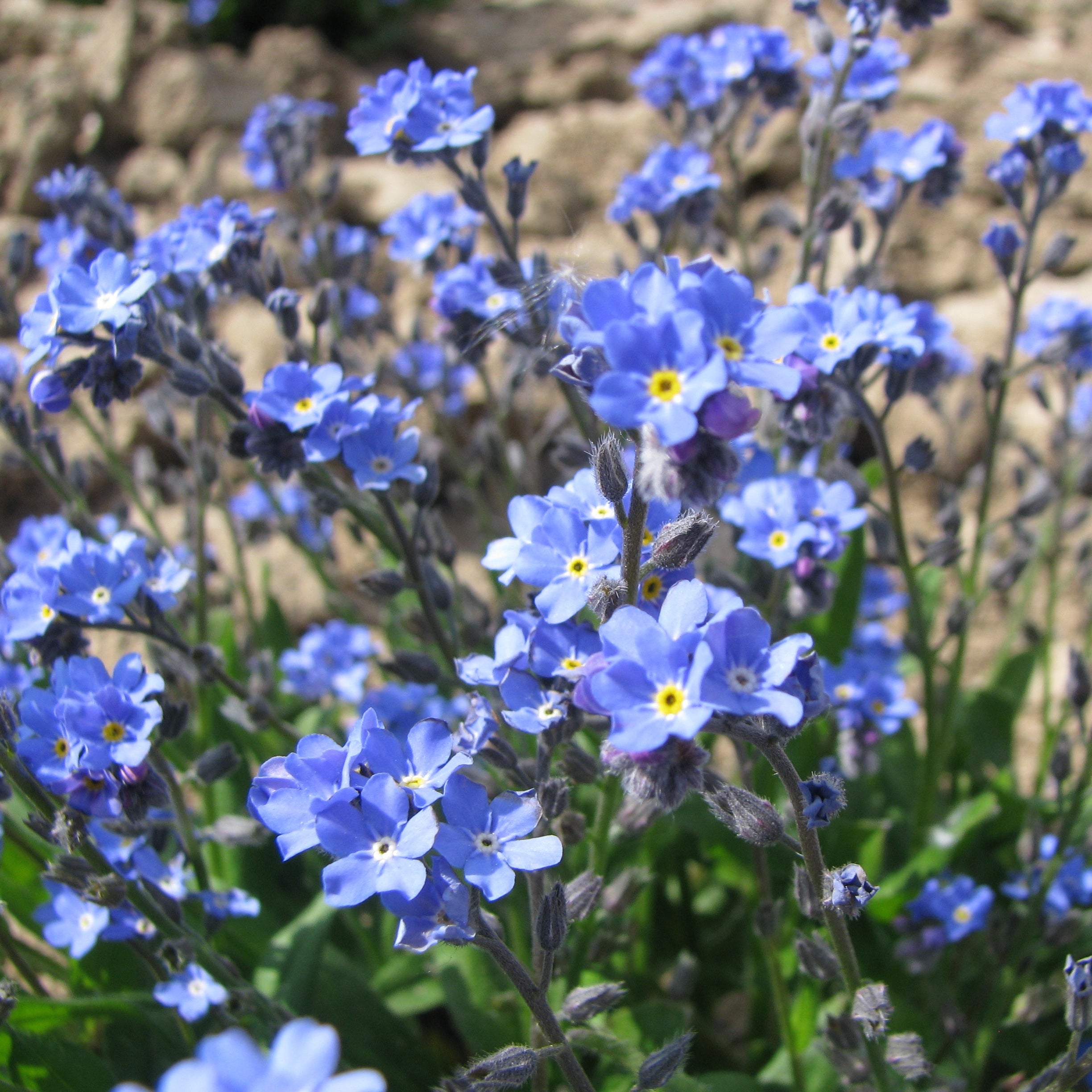 Myosotis Nain