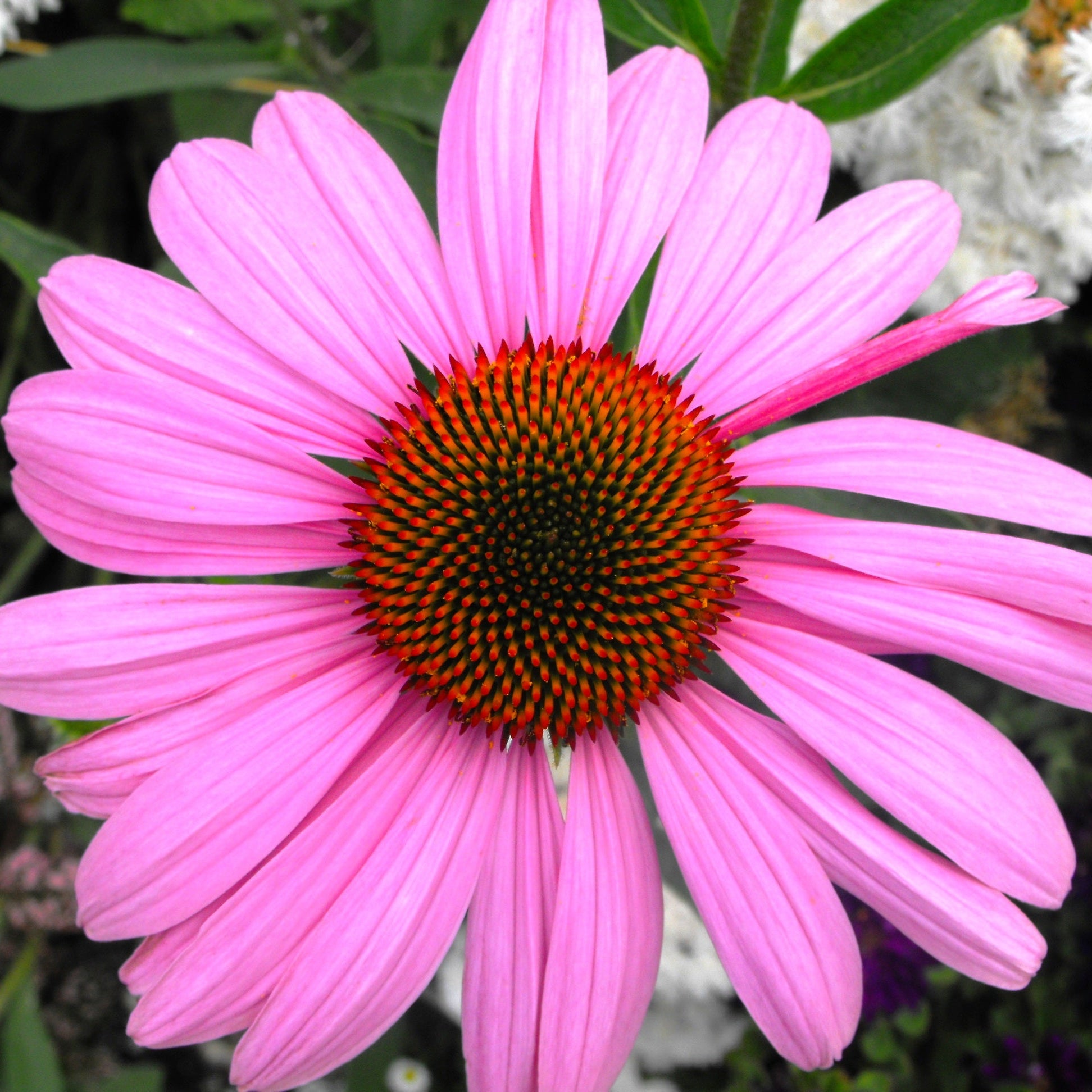 Rudbeckia Pourpre Vivace