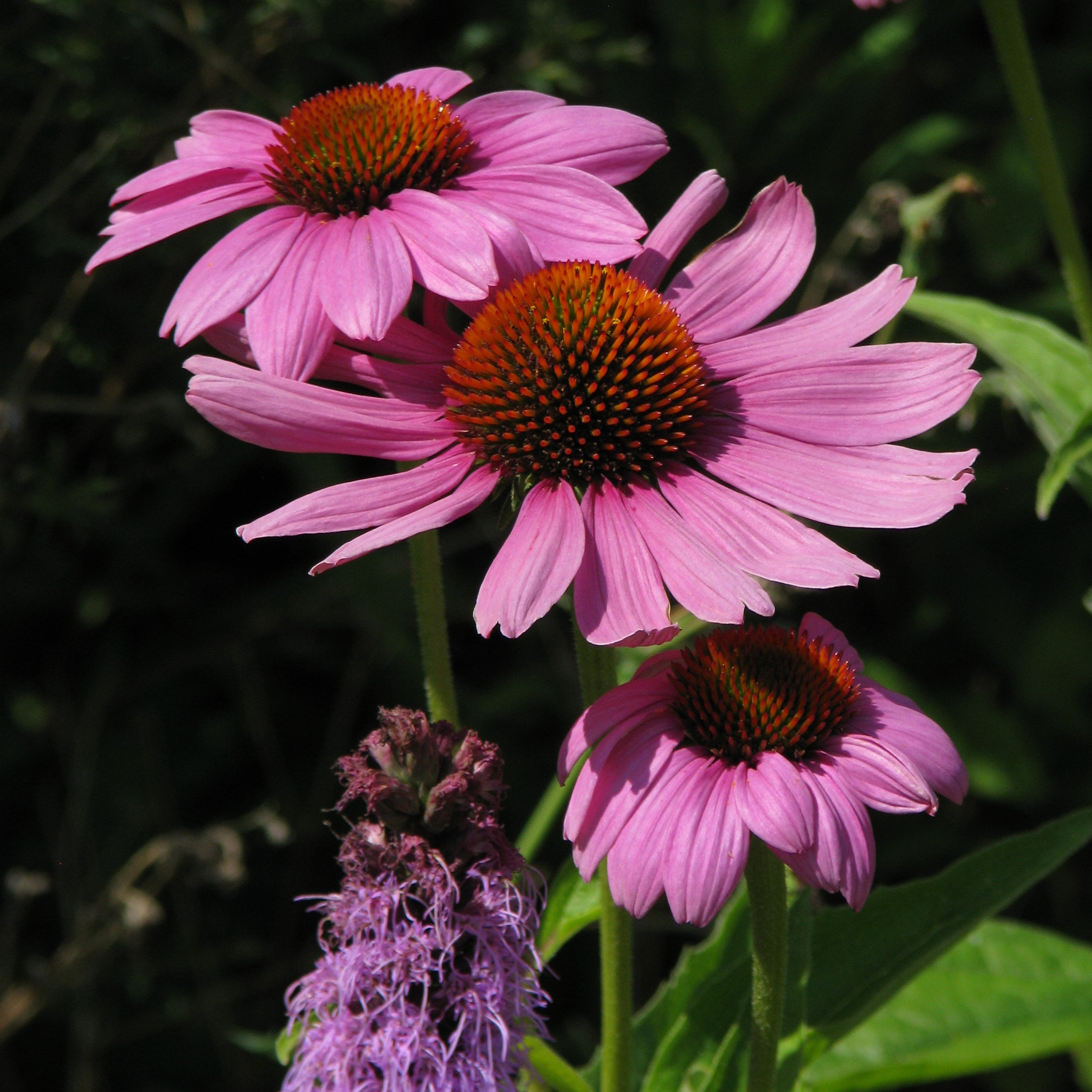 Rudbeckia Pourpre Vivace