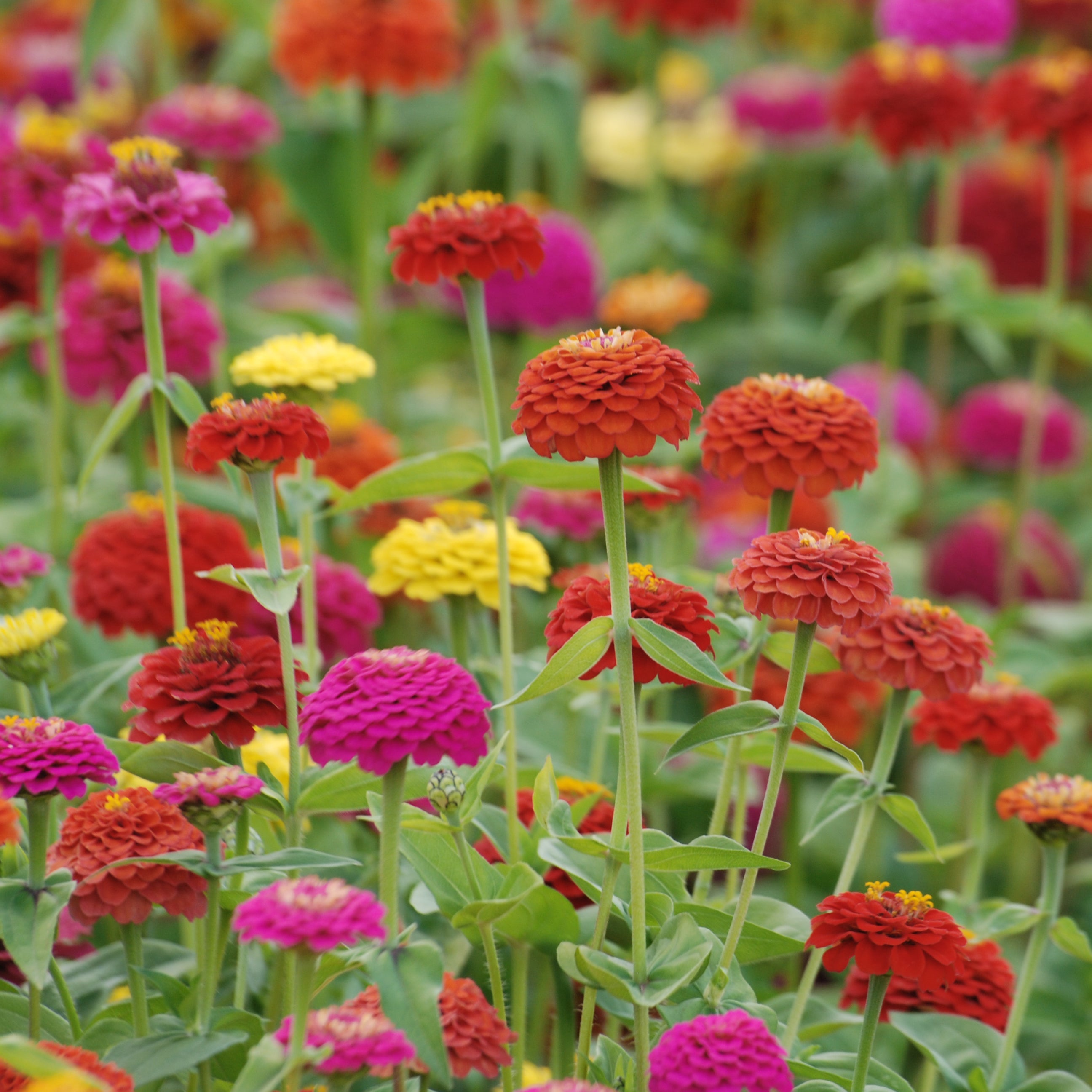 Zinnia Elegans Liliput Varié