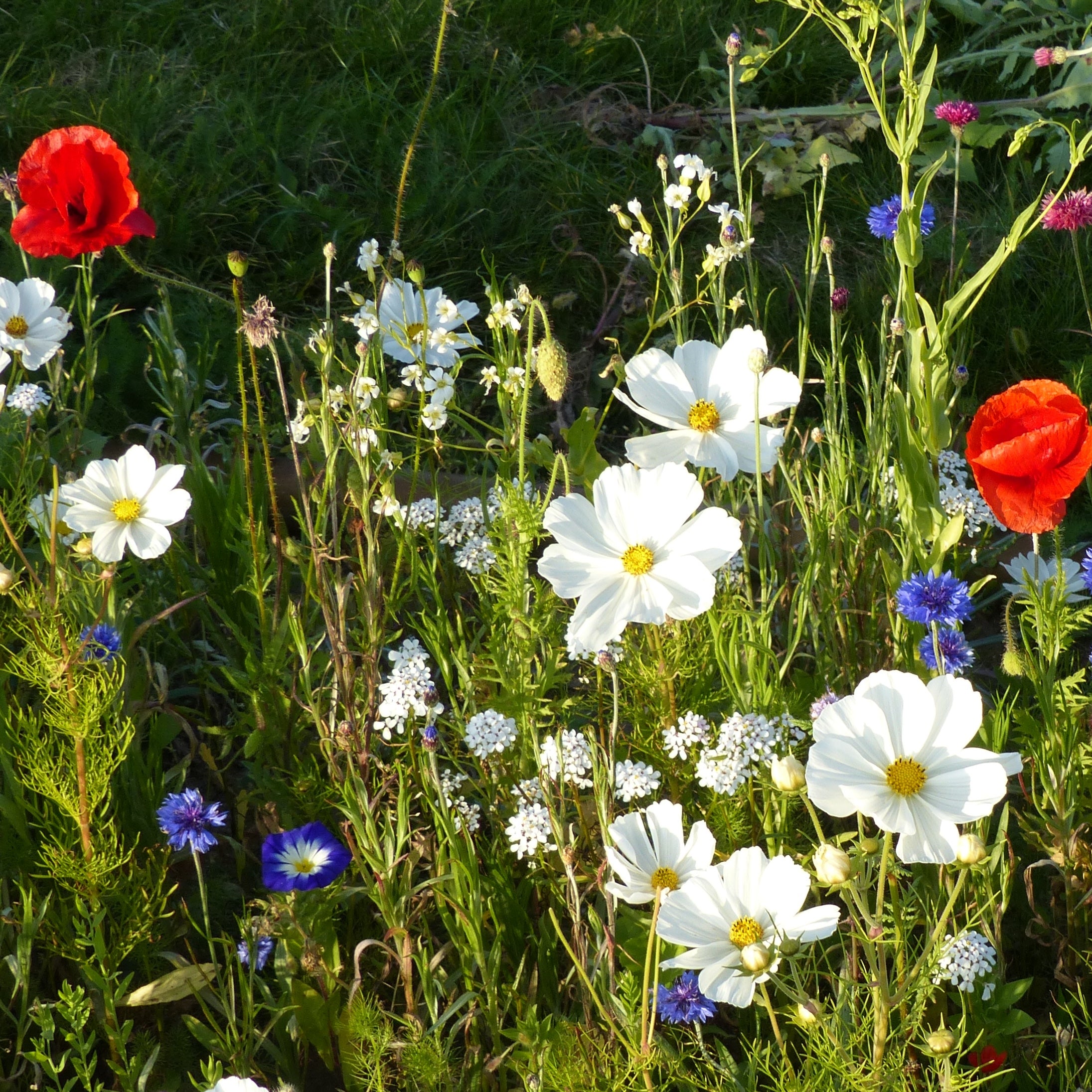 Jachère bleu, blanc, rouge