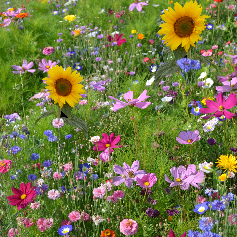 Jachère Fleurie Pour Papillons - Mélange Fleurs Pluri-annuelles Attire Papillons Et Biodiversité