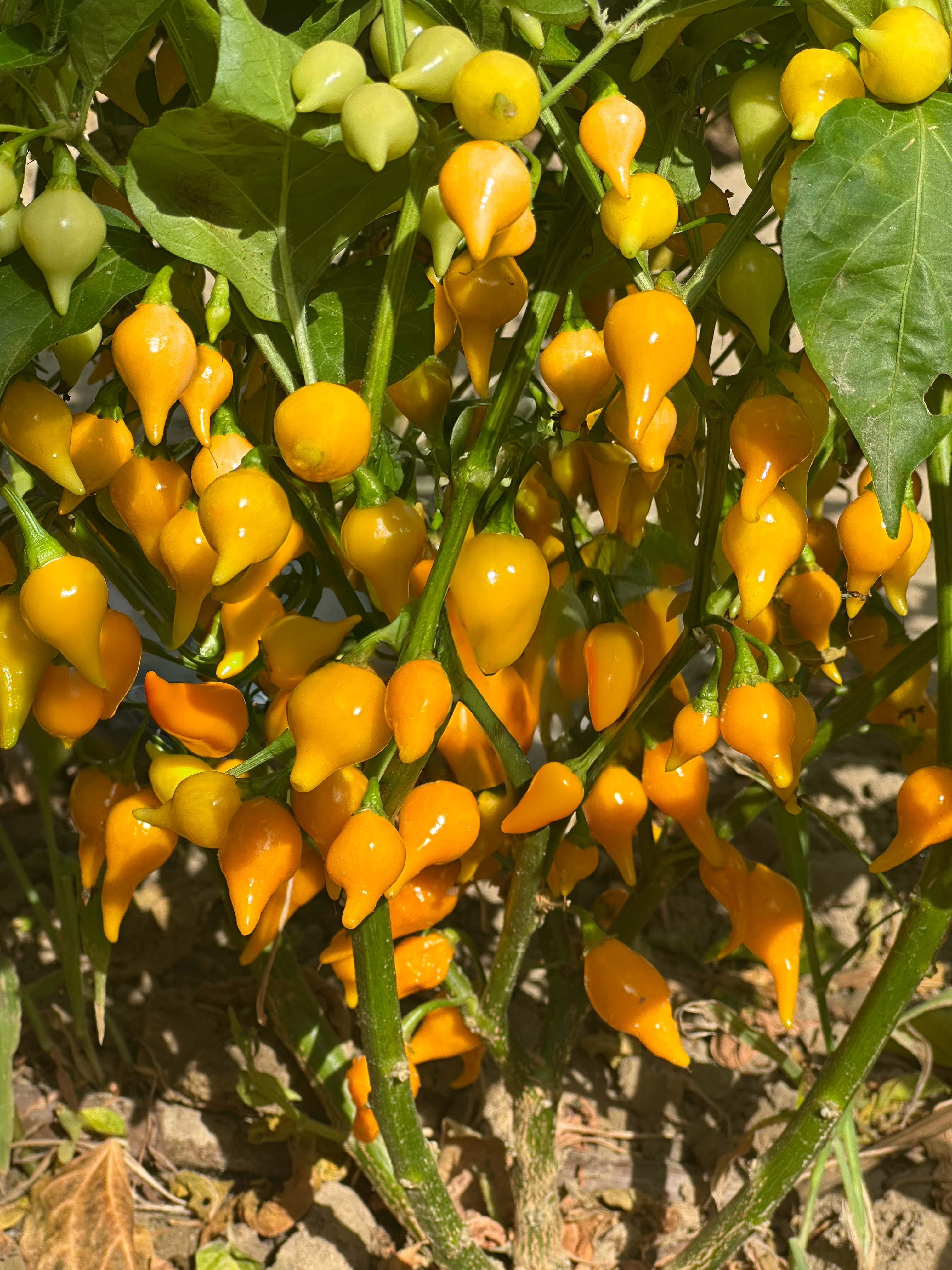 Piment Button Yellow