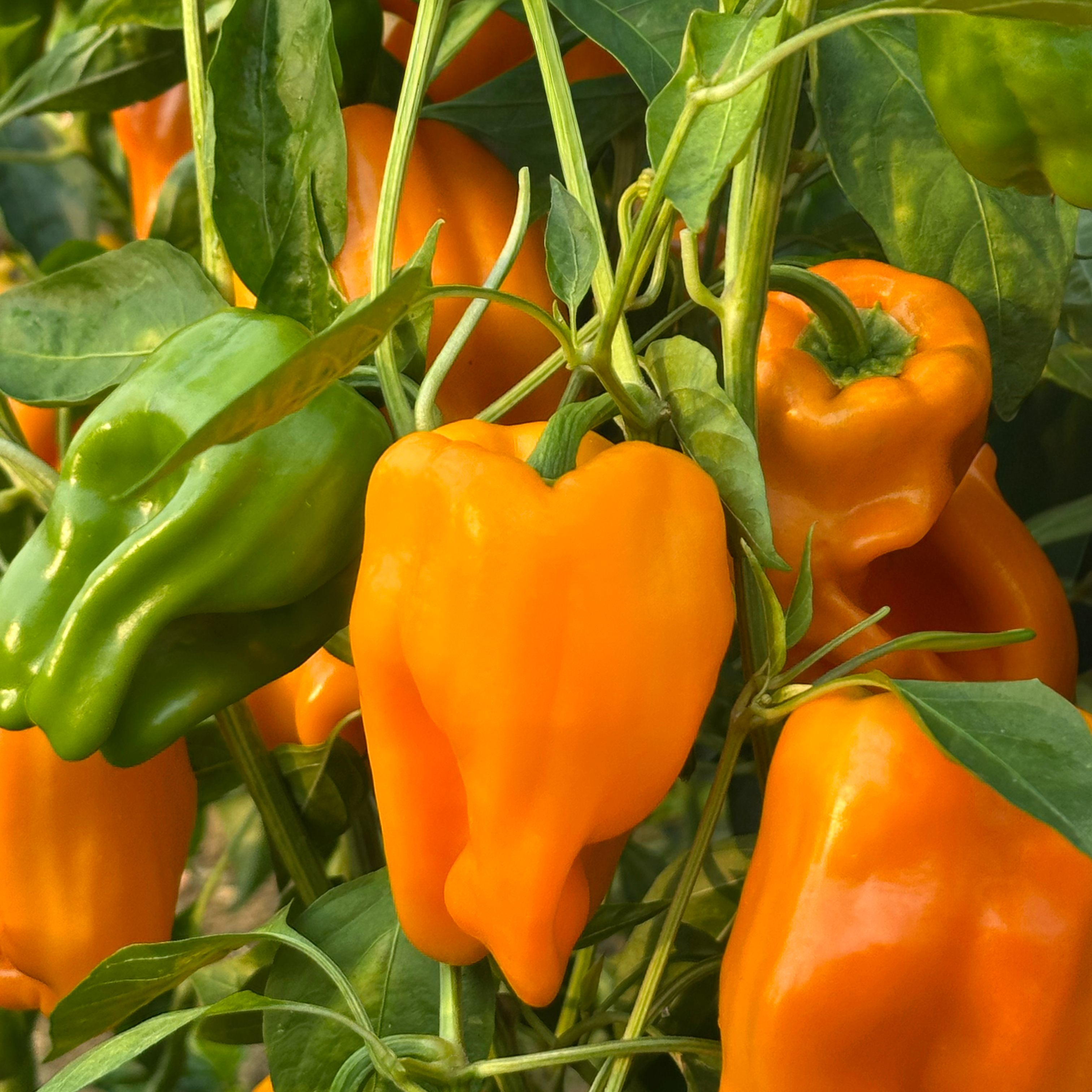 Poivron petit marseillais