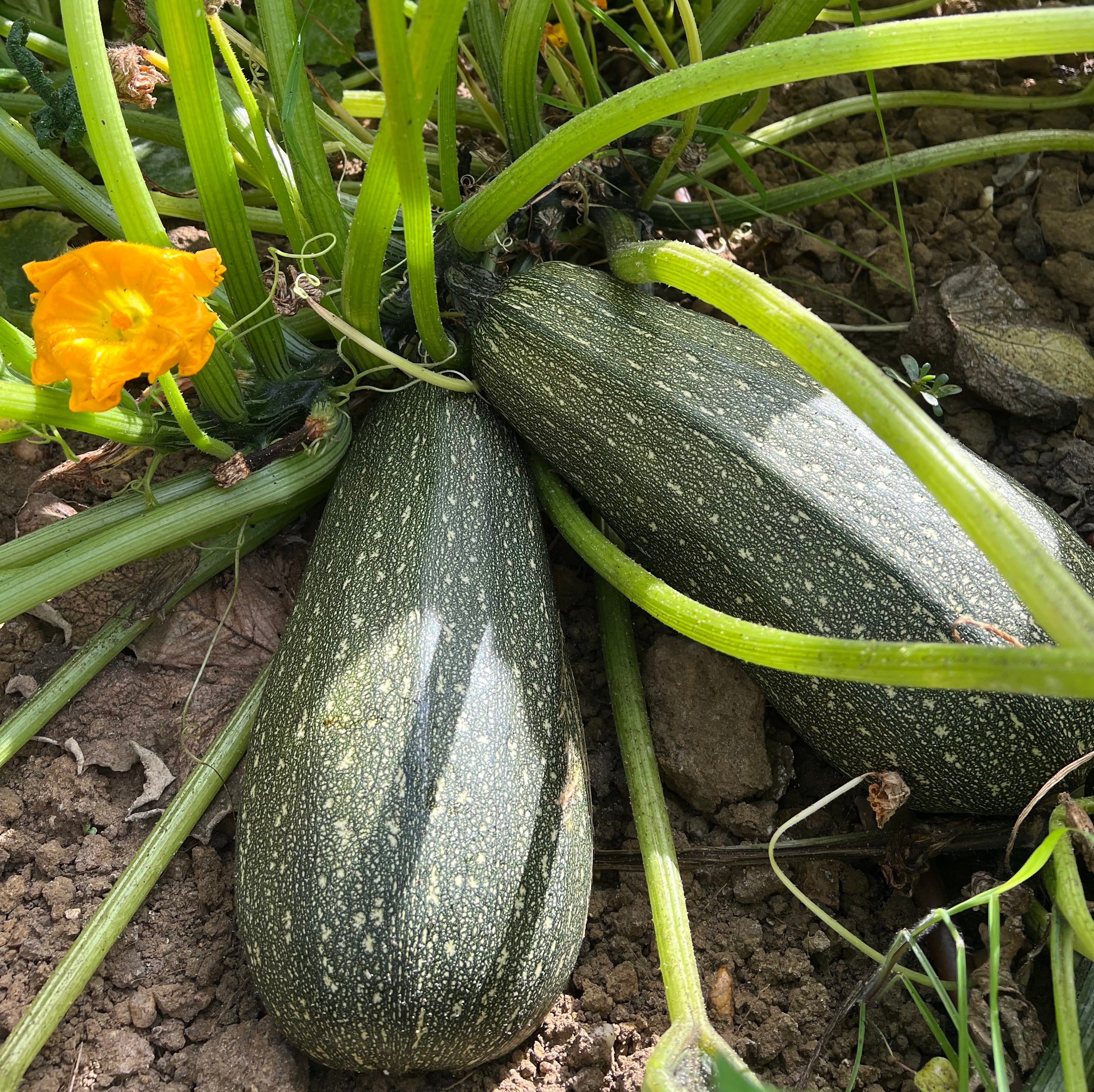 Photo de la récolte des graines de courgette grisette de Provence