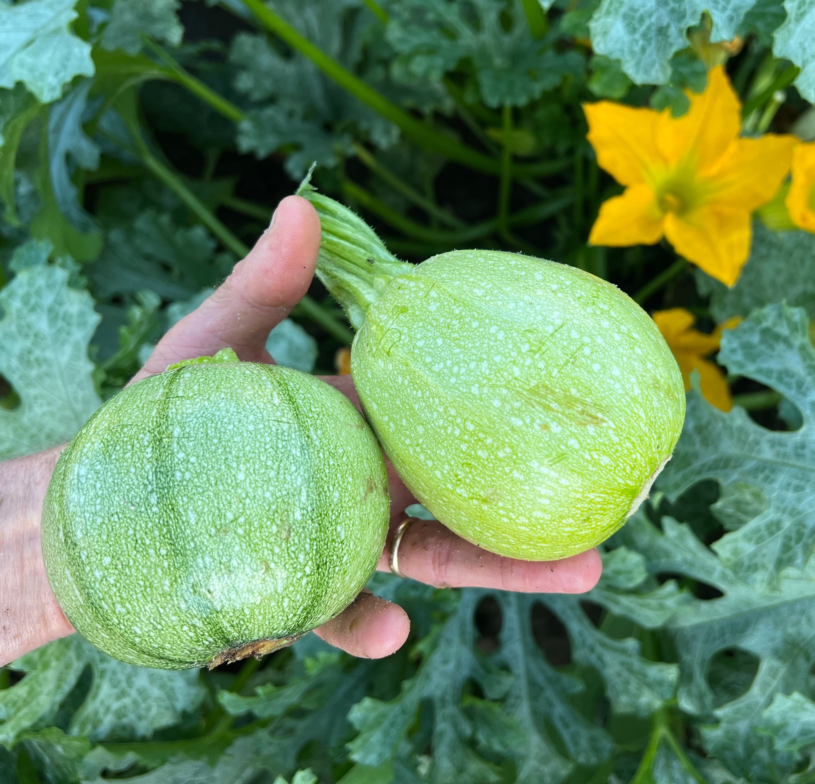 Courgette ronde de Nice