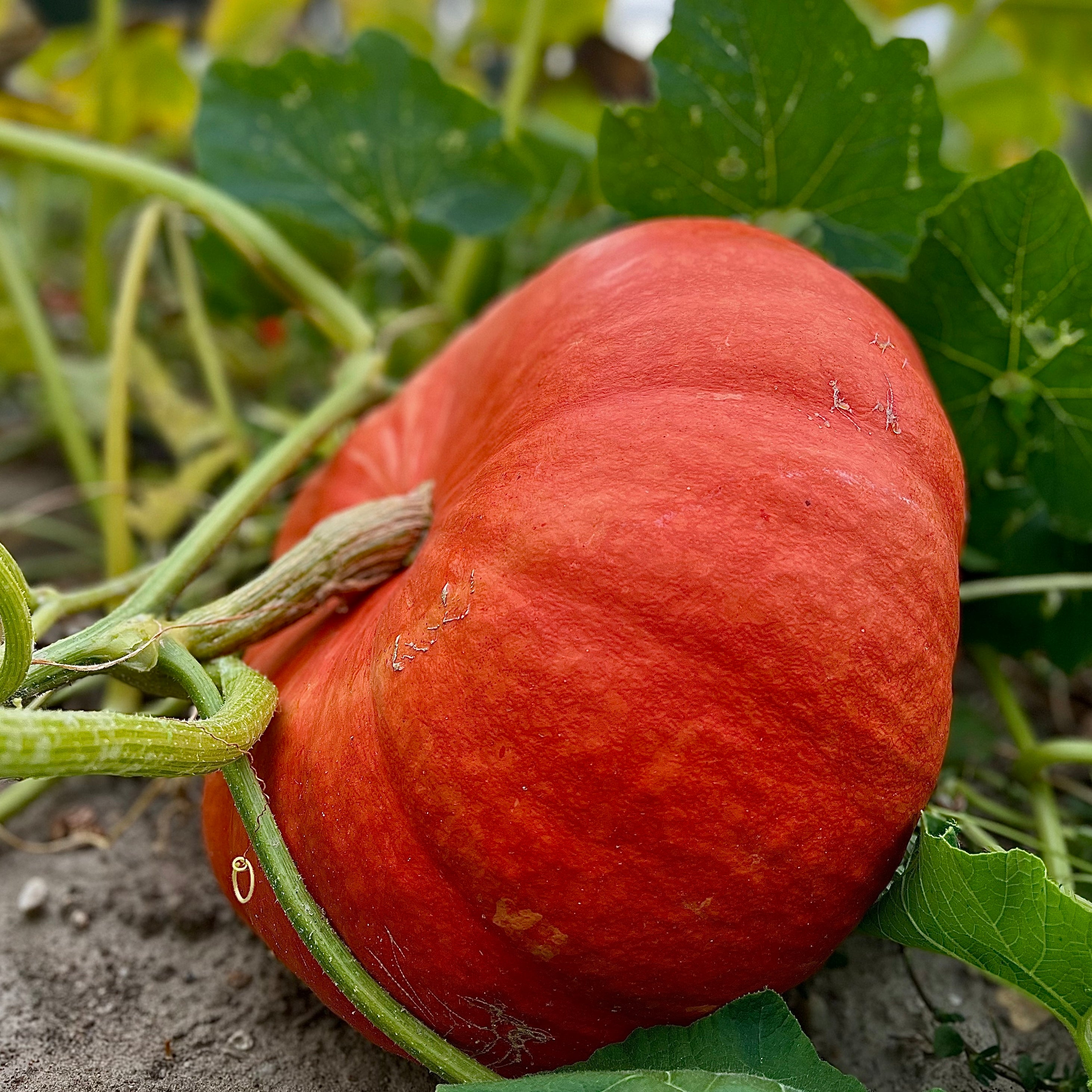 Potiron rouge vif d'Etampes