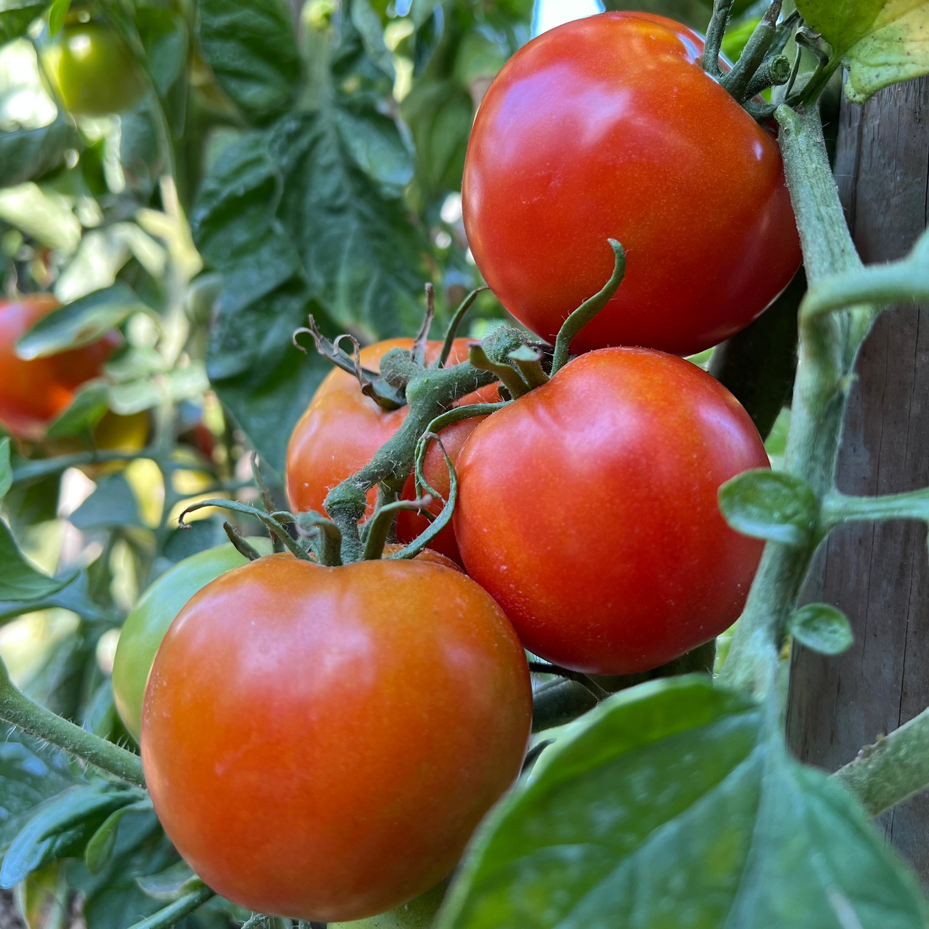 Photo de la tomate casaque rouge à la récolte