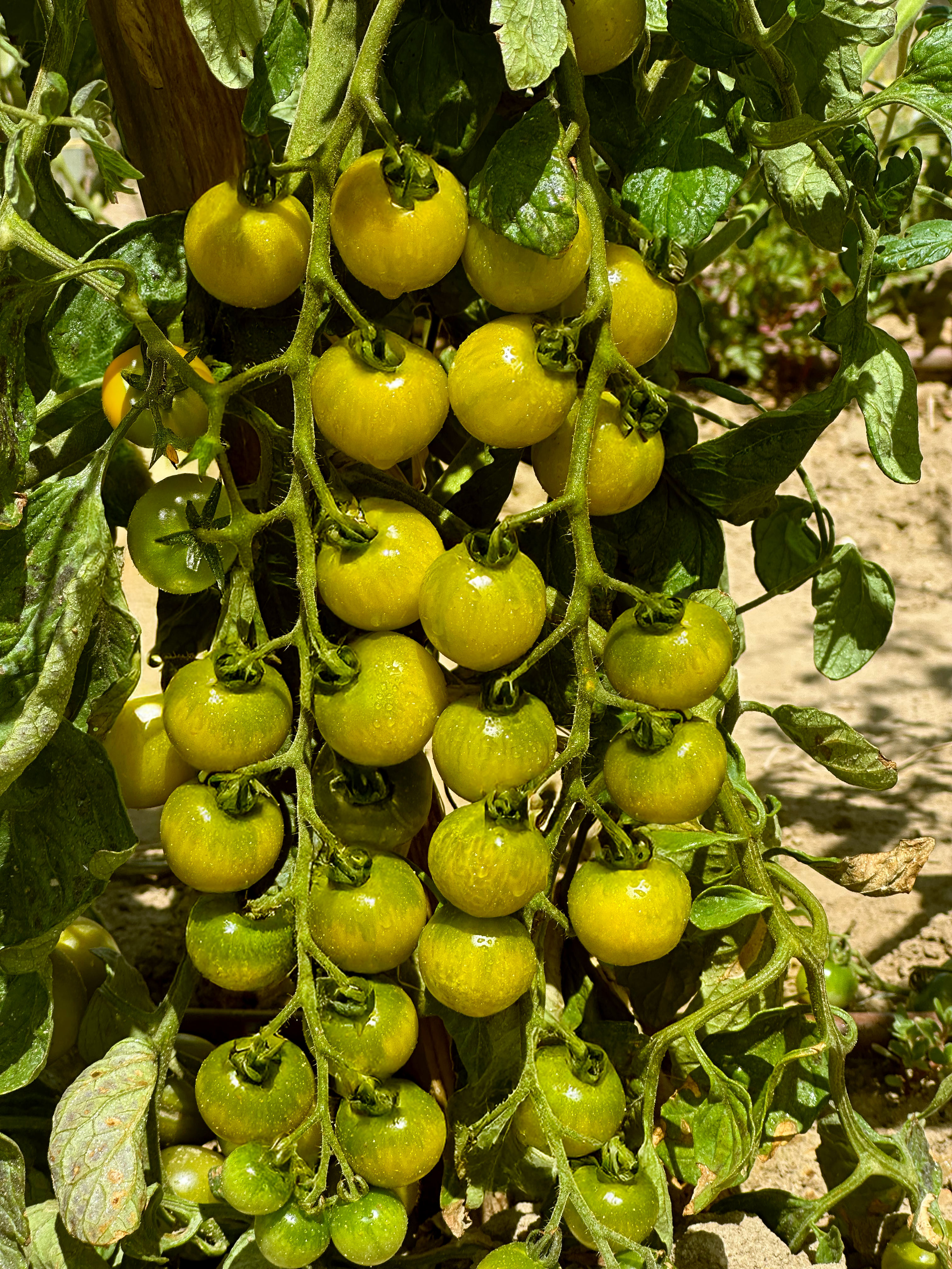 Tomate Green Doctor’s Frosted