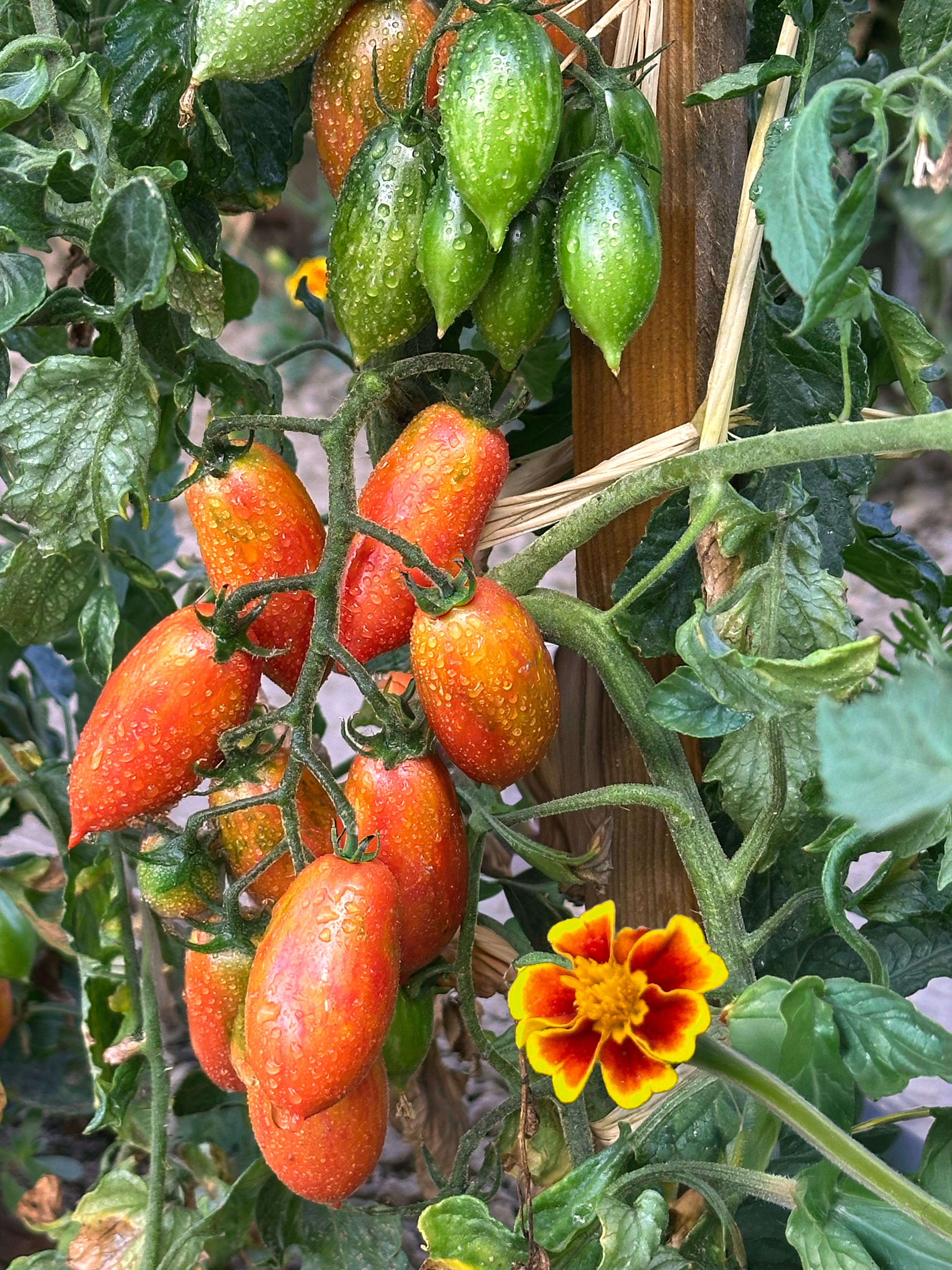 Tomate Artisan Pink Tiger