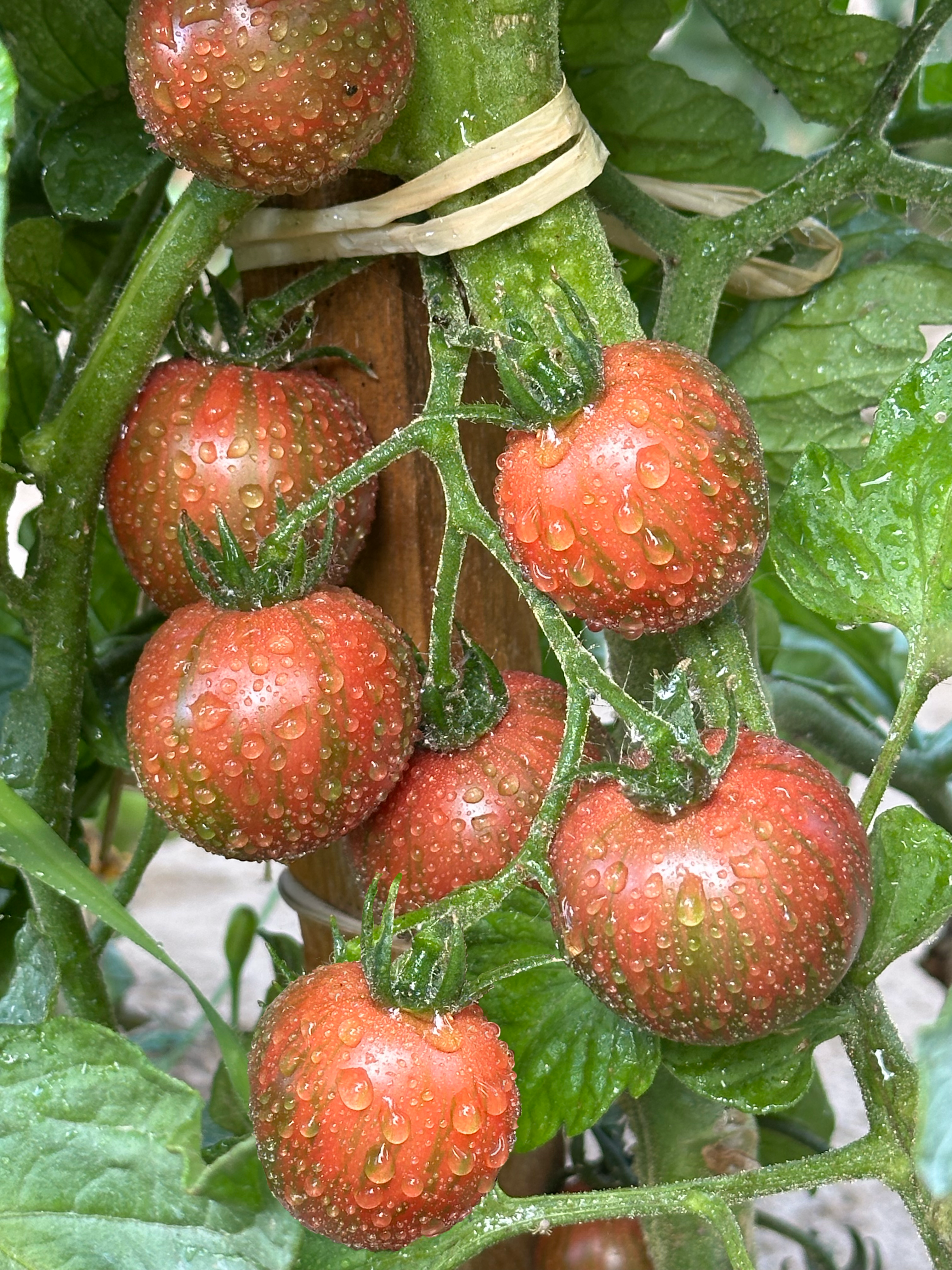 Tomate Purple Bumble Bee