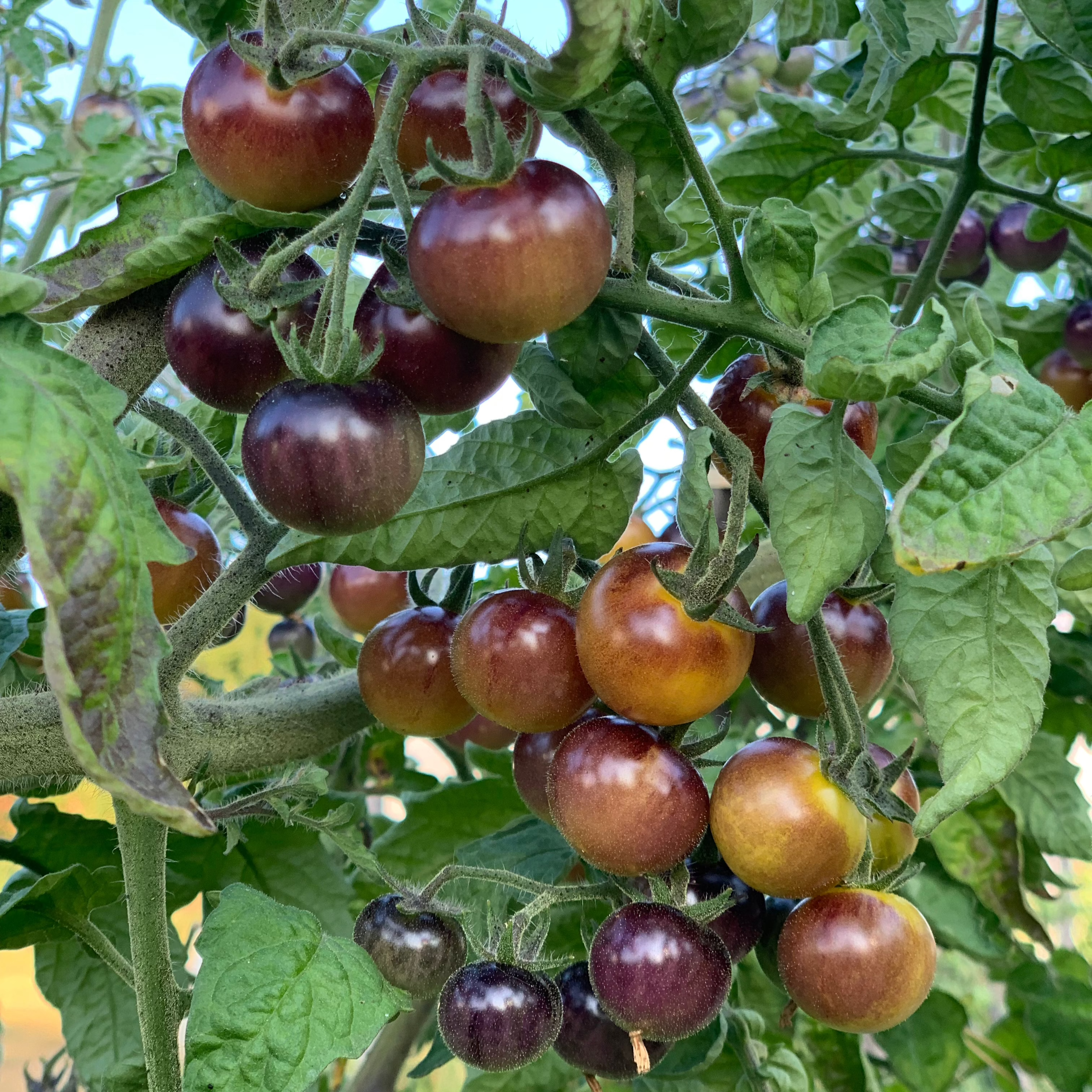 photo de la Tomate Blue Cream Berries