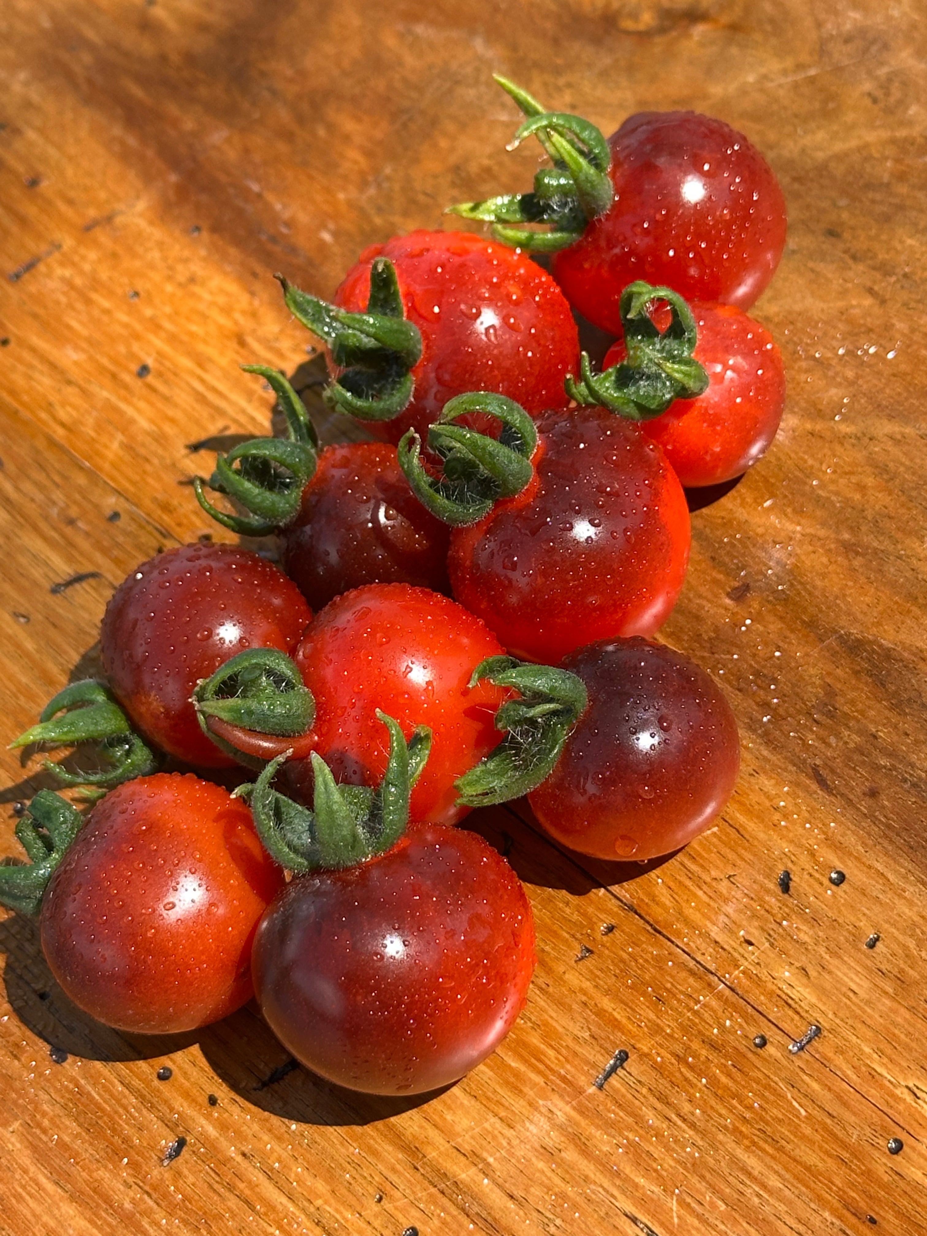 Tomate Indigo Blue Berries