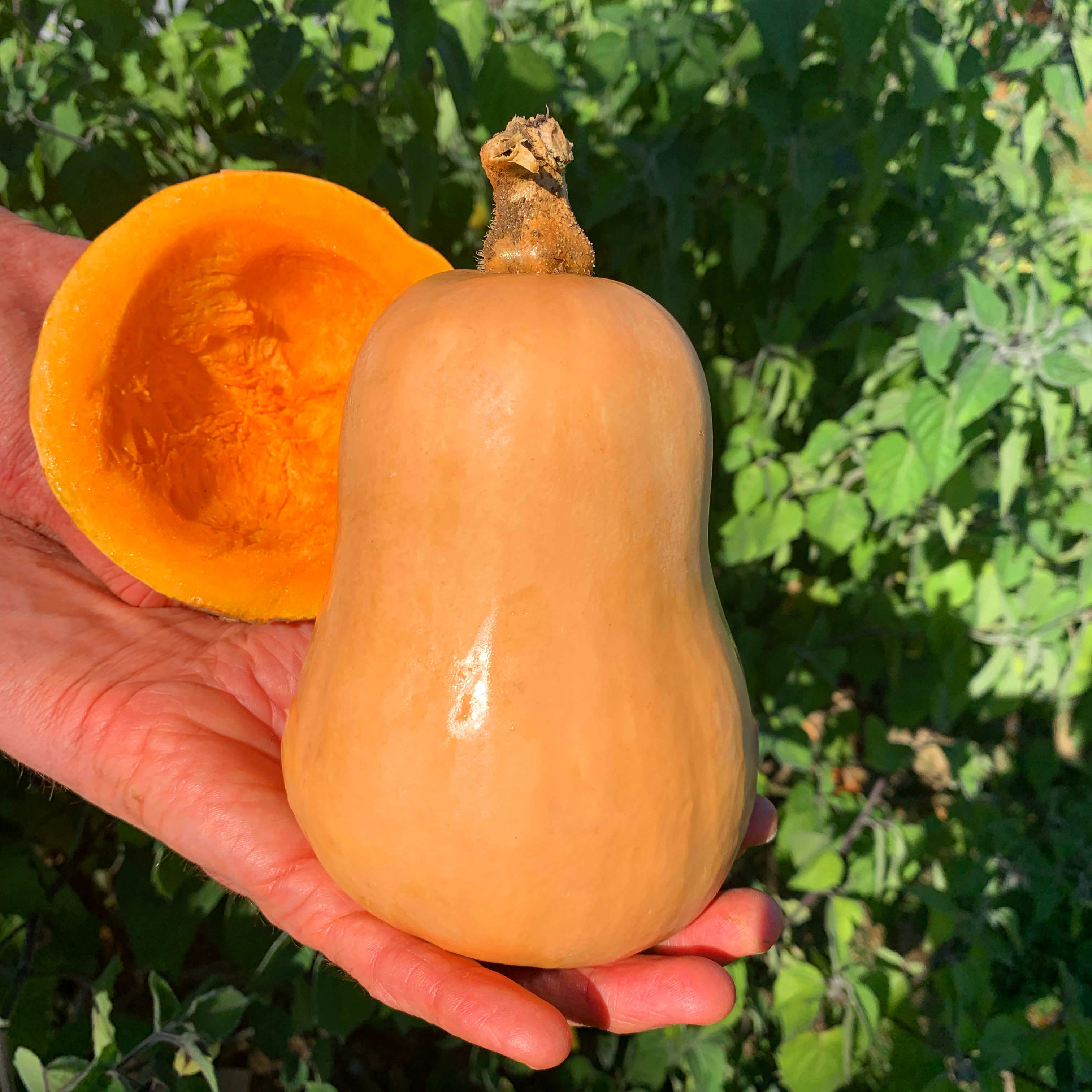 Courge musquée Butternut mini