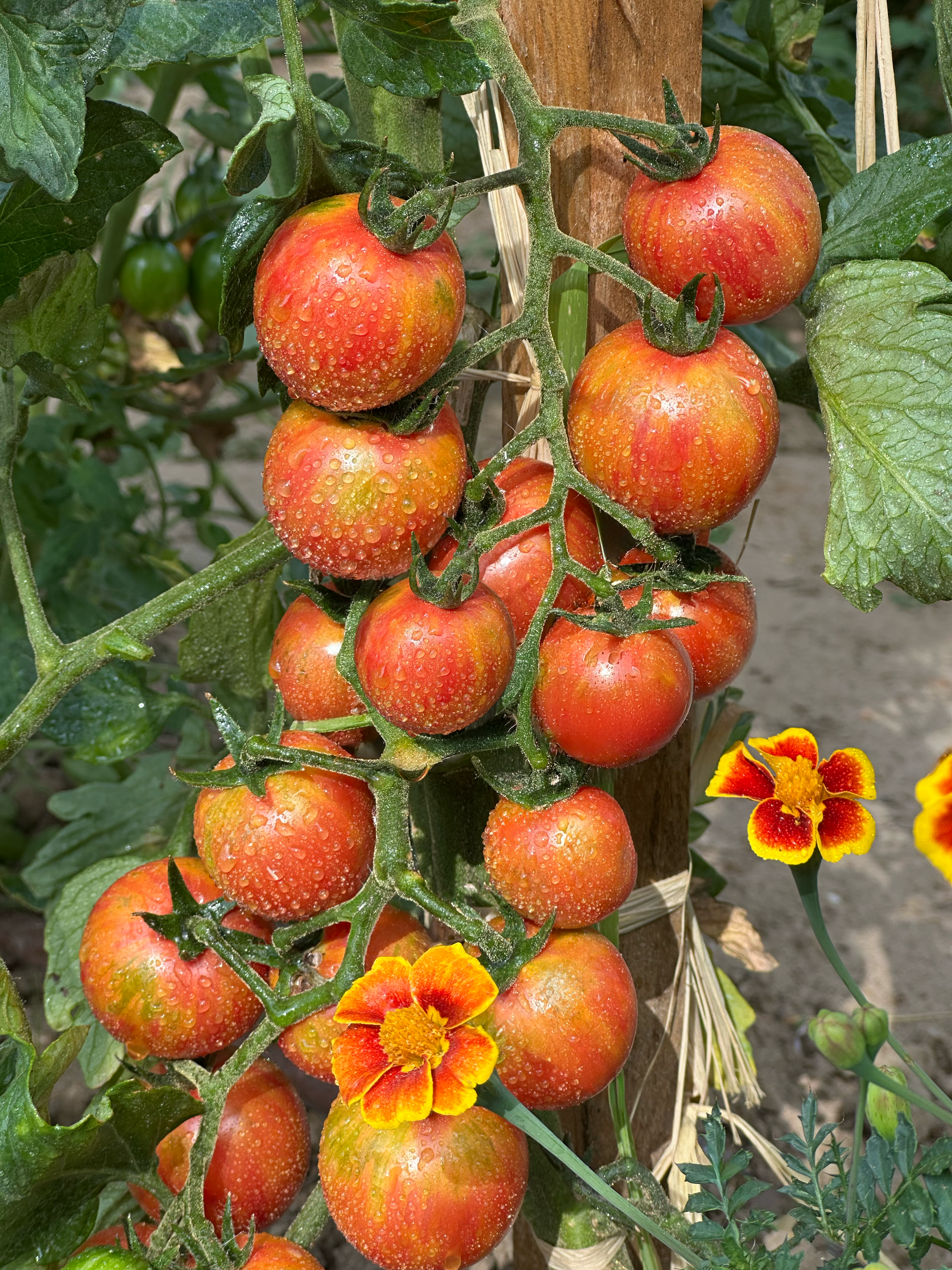 tomate artisan pink bumble bee