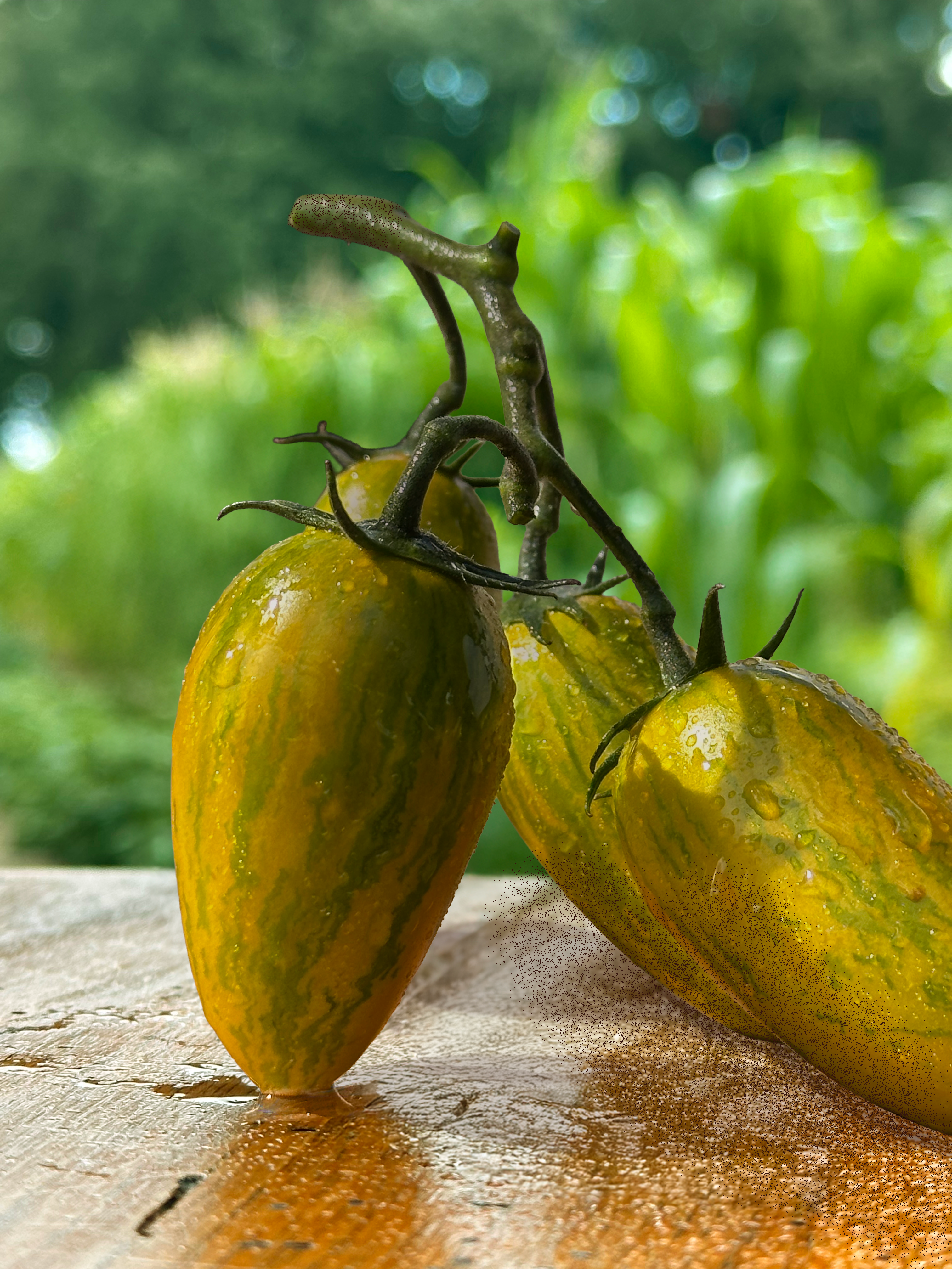 Tomate Artisan Green Tiger