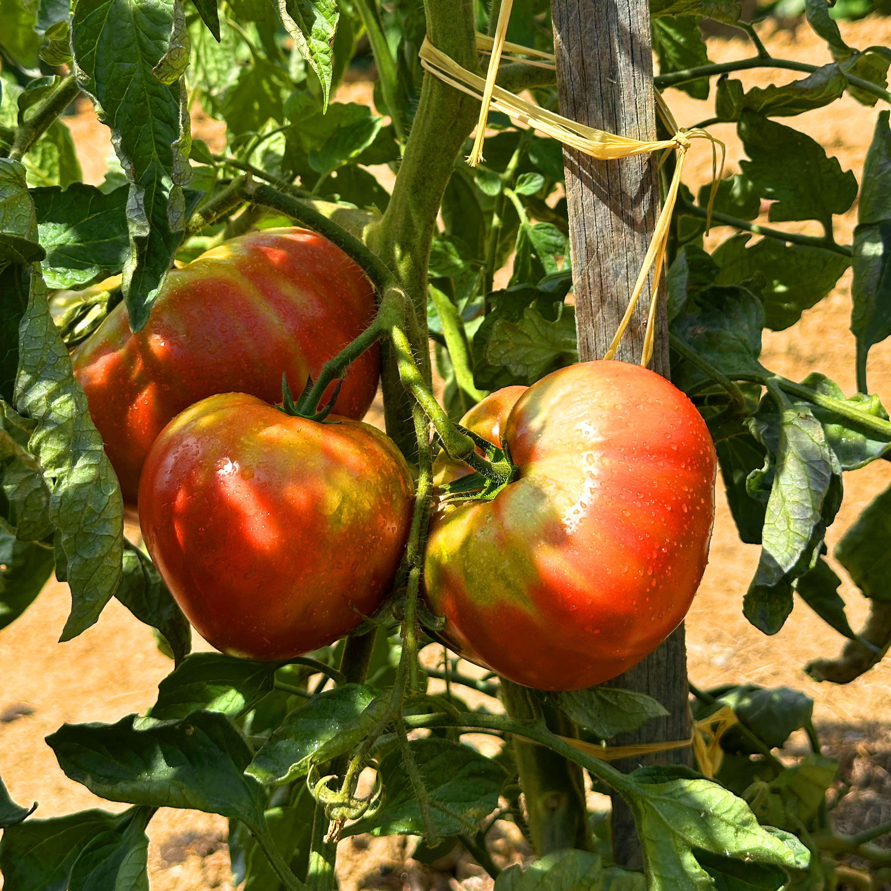 Tomate charbonnière du Berry