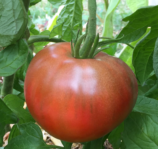 Tomate charbonnière du Berry