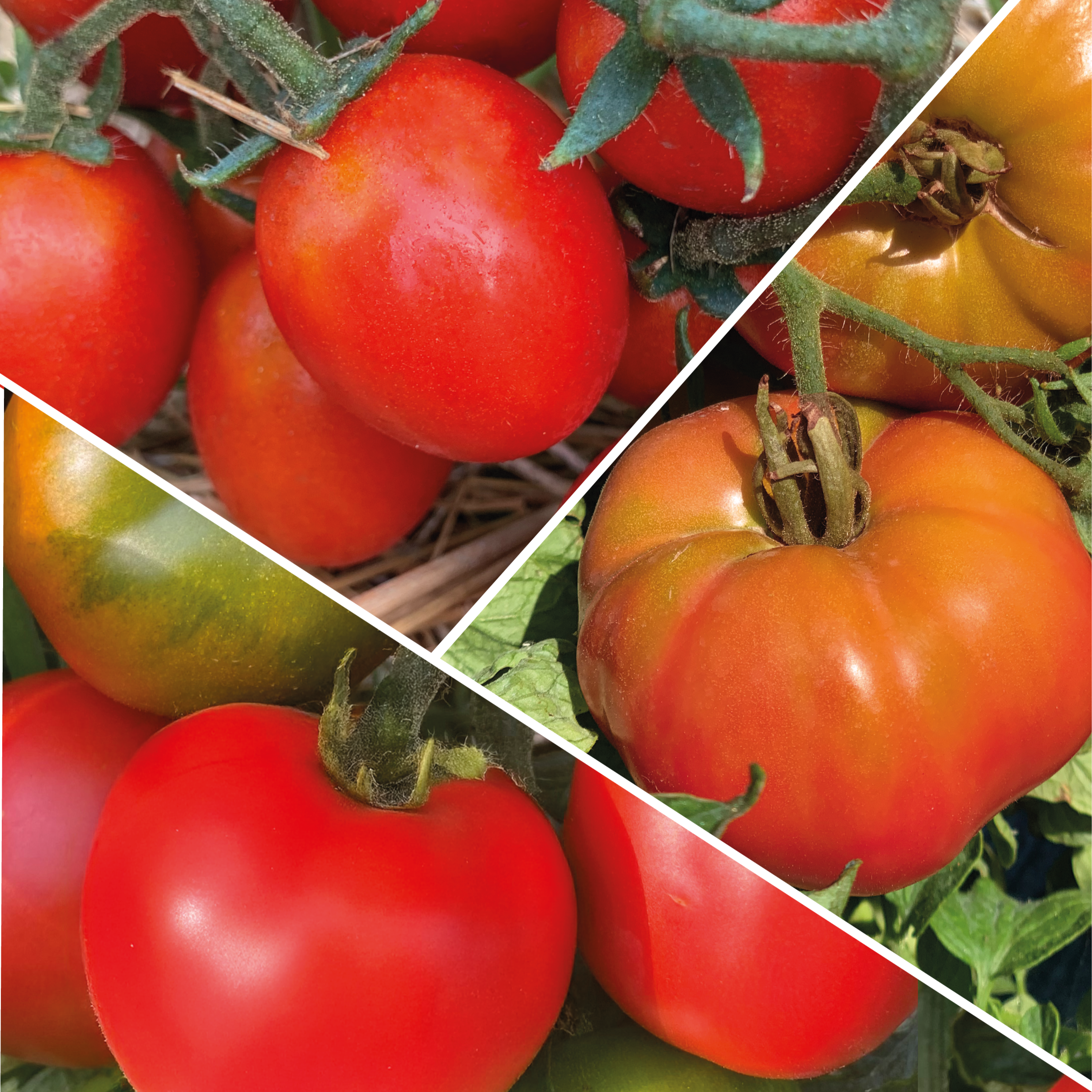 photo tomates anciennes en mélange