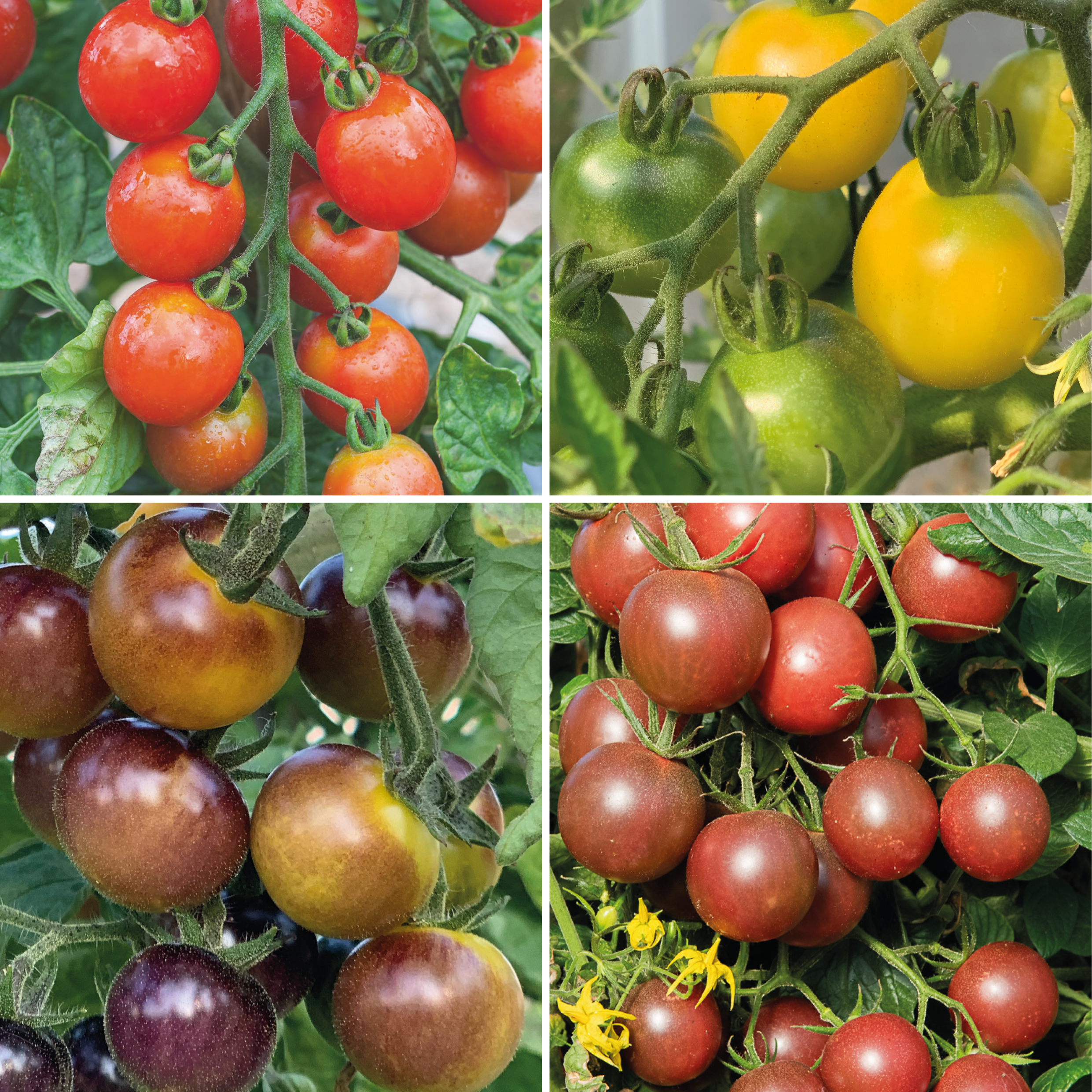 Tomate Apéritive en Mélange