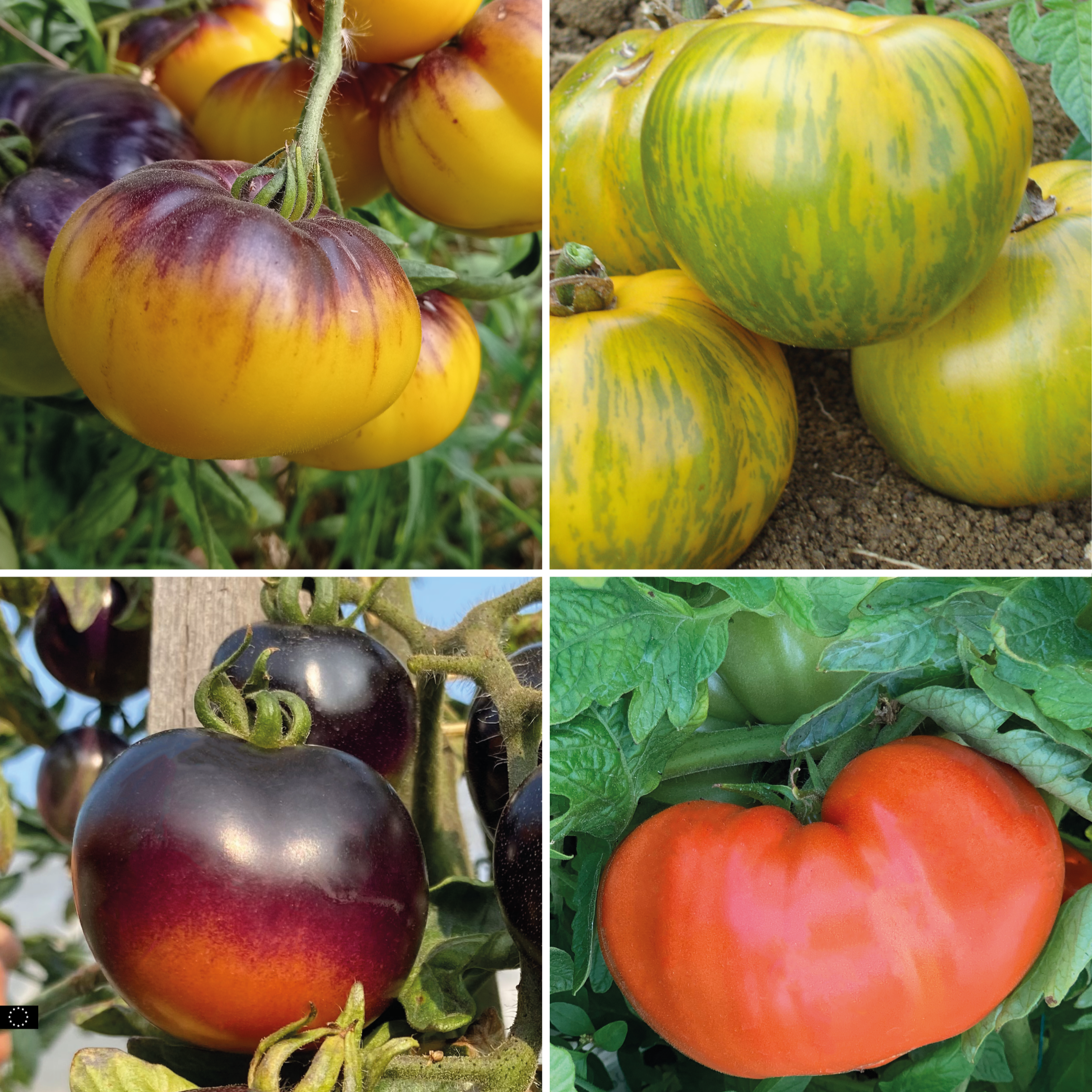 Tomate incroyable en mélange