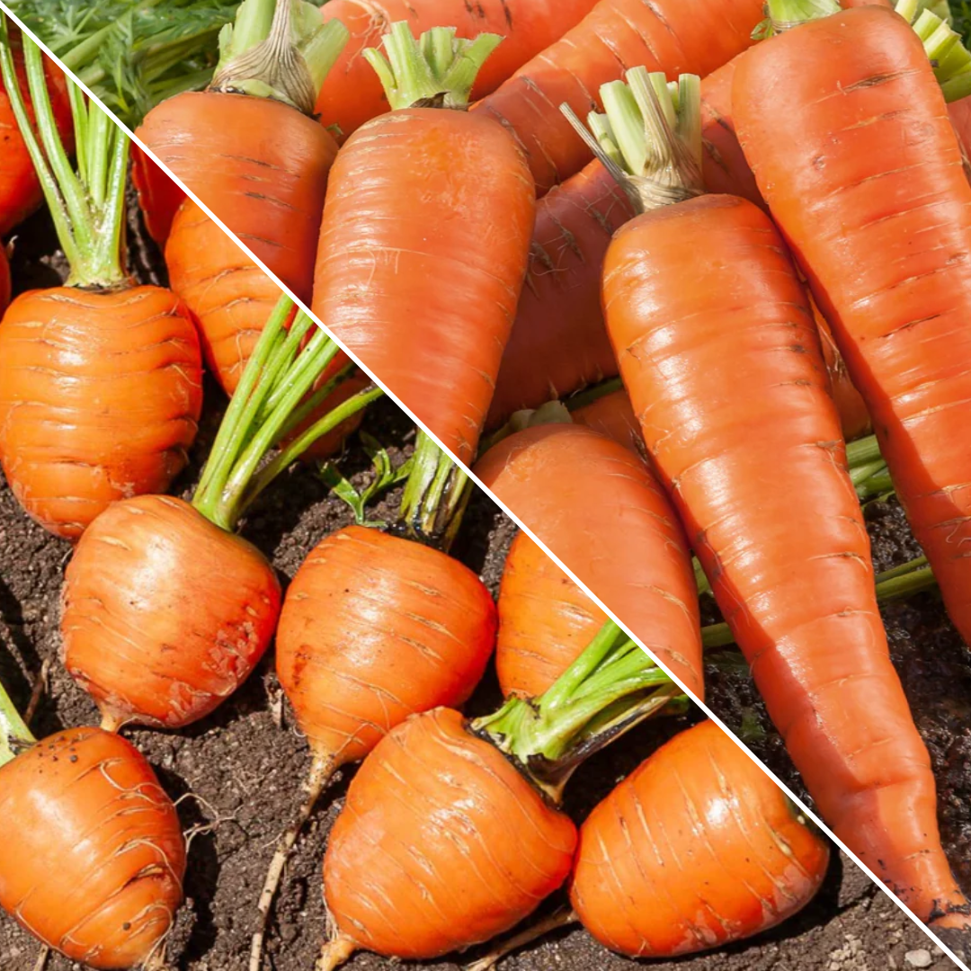 Lot de Carottes :  de Colmar à coeur rouge + Marché de Paris