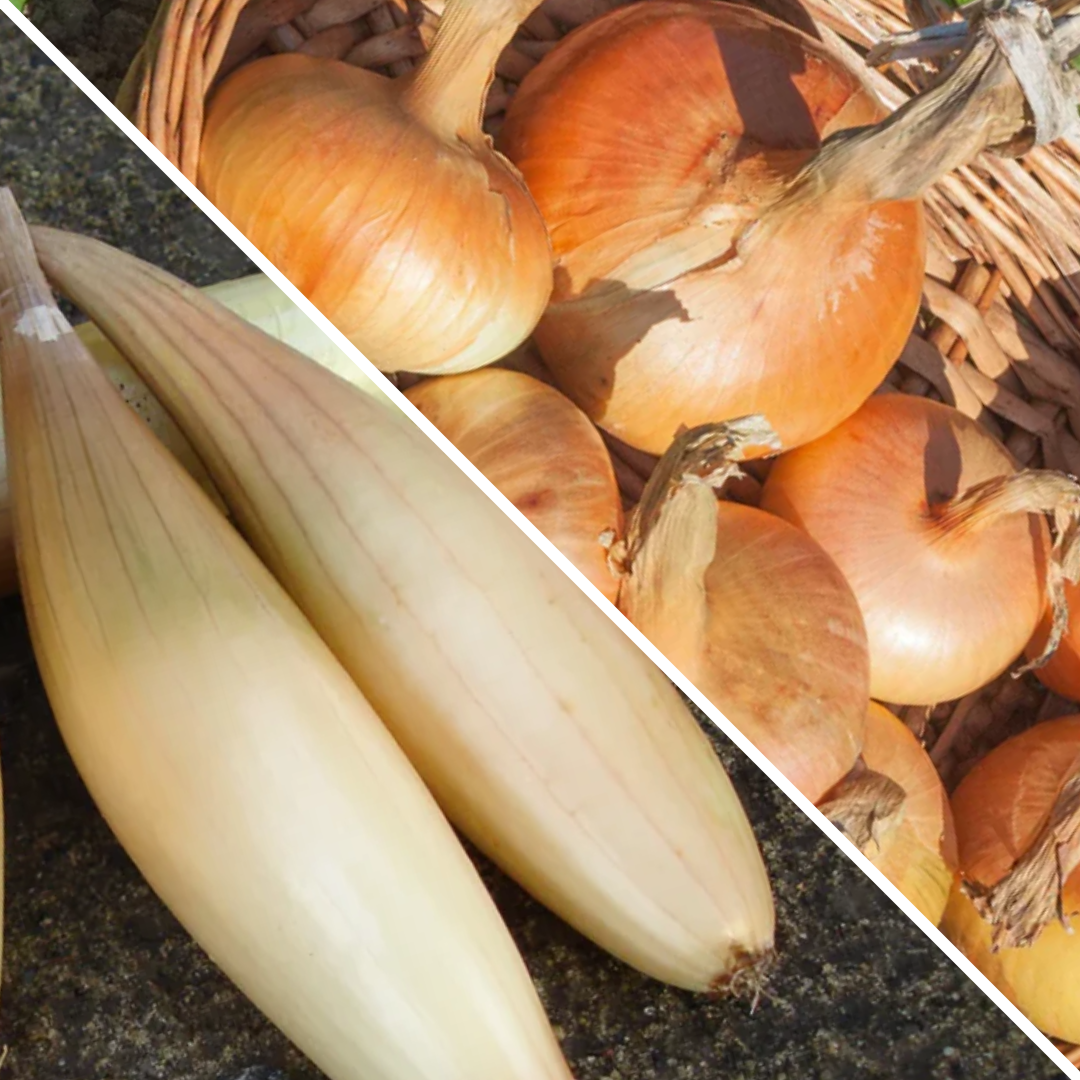 Lot d'Oignons :  jaune paille des Vertus et Hourcadère