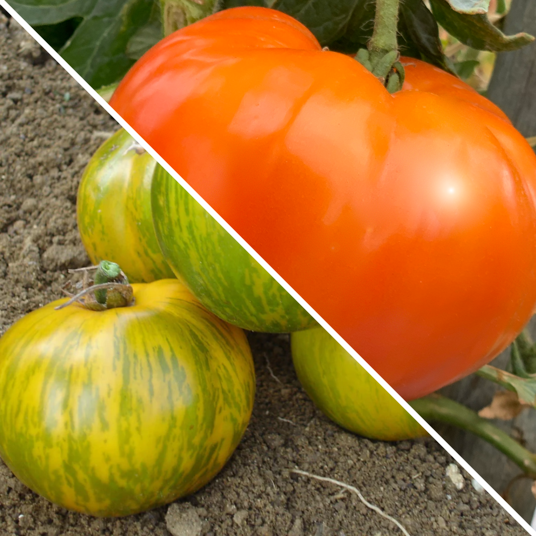 Lot de Tomates : Merveilles des marchés et Green zebra