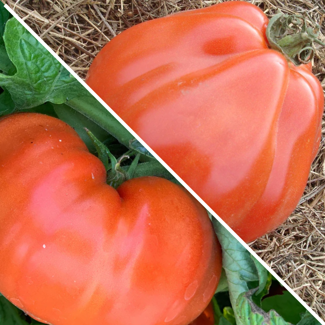 Lot de Tomates : Liguria et Russe