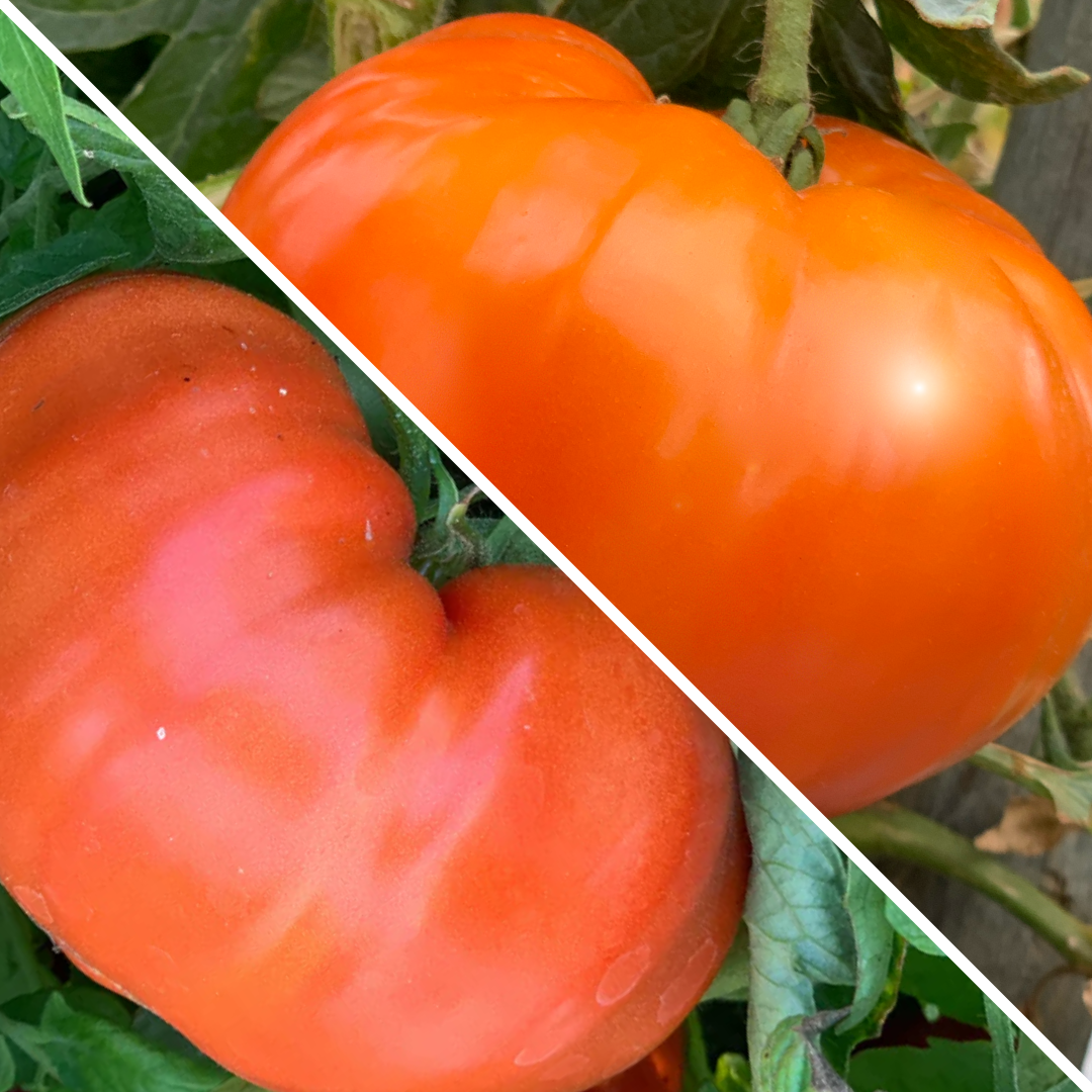 Lot de Tomates : Merveilles des marchés et Russe