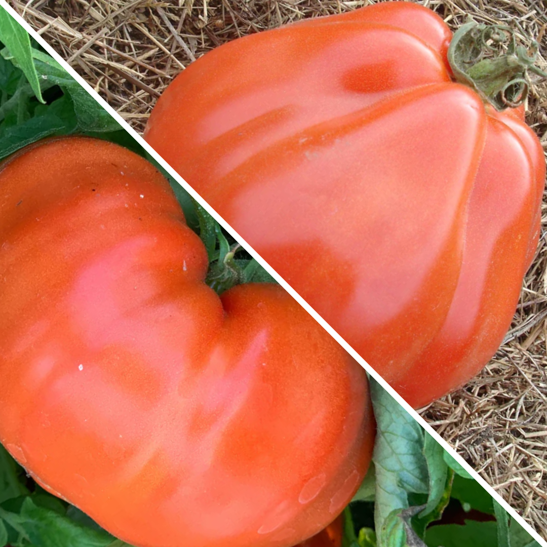 Lot de Tomates : Merveilles des marchés et Liguria