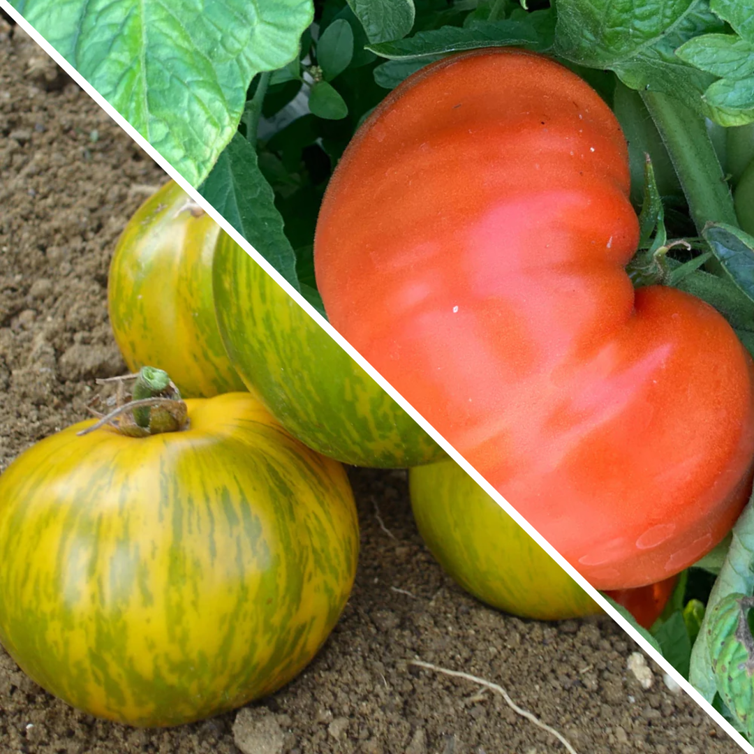 Lot de Tomates : Green Zebra et Russe